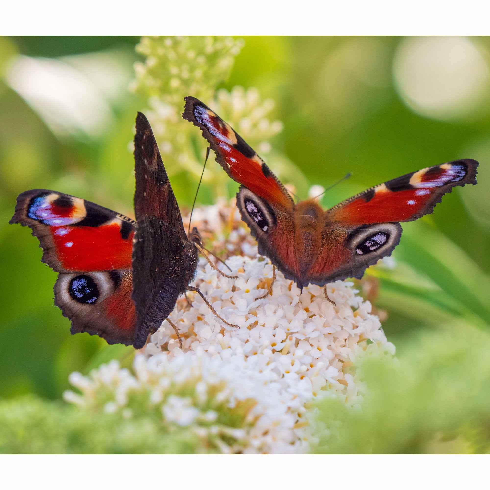 Collection d'arbres aux papillons (Royal Red, White Profusion, Empire Blue) - Image 5
