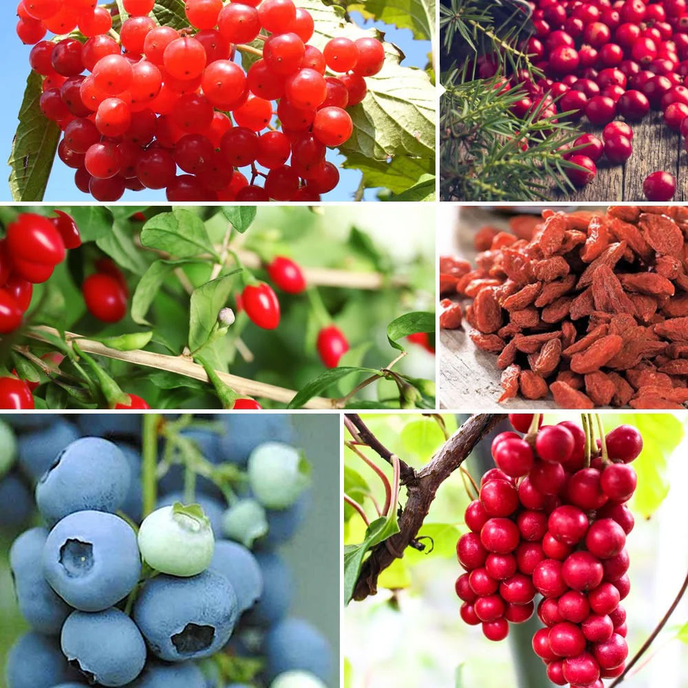 Collection d'arbustes à fruits vitaminés - Image 6