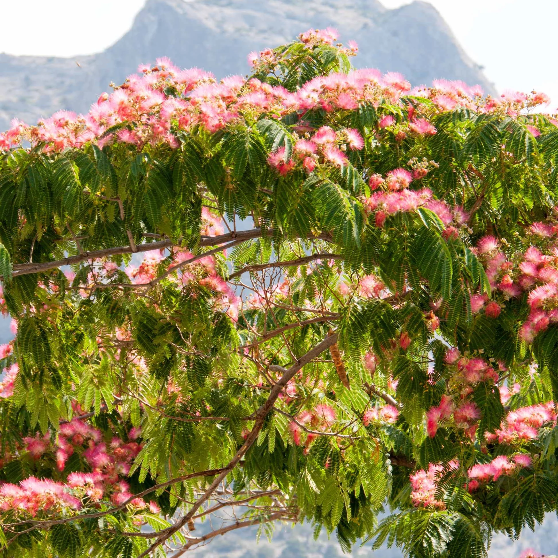 Collection de 3 arbustes : cyprès, céanothe, albizia - Image 3