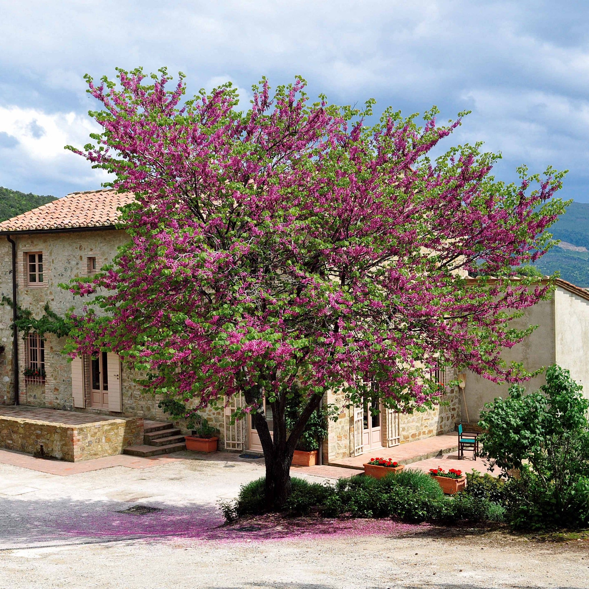 Collection de 2 arbustes : Forsythia et Arbre de Judée - Image 2