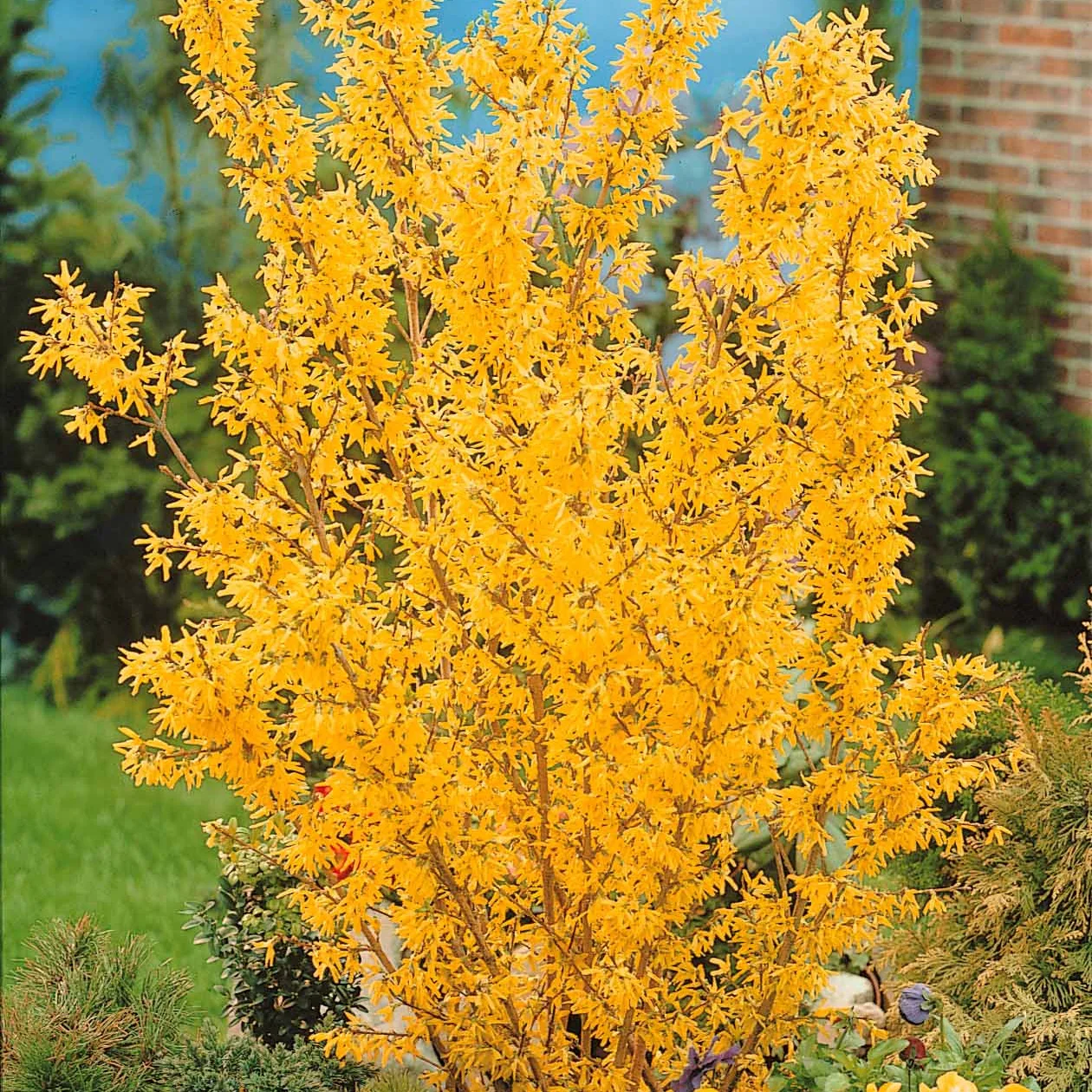 Collection de 2 arbustes : Forsythia et Arbre de Judée - Image 6