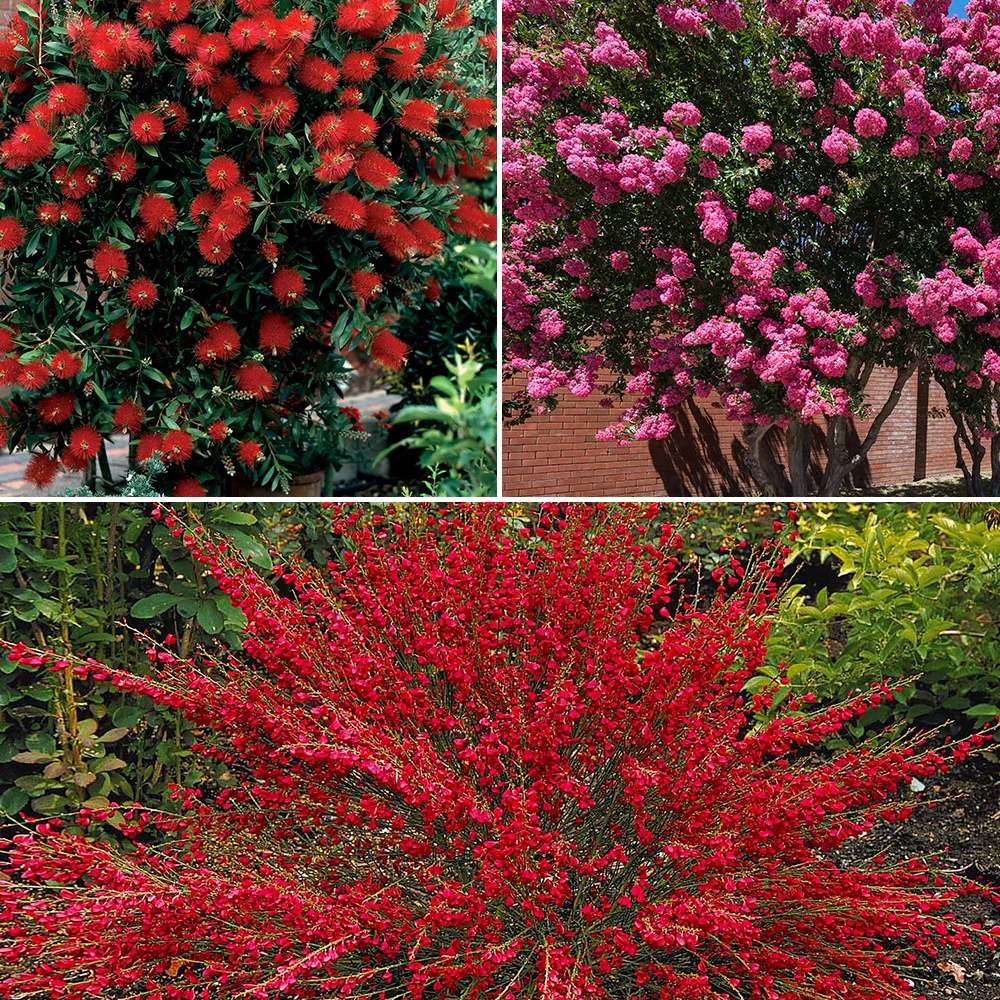 Collection de 3 arbustes : lagerstroemia, callistemon, genêt