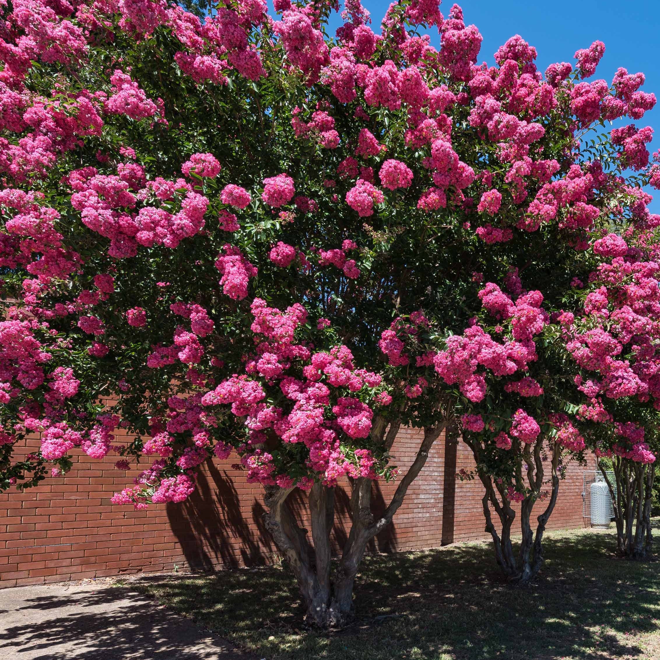 Collection de 3 arbustes : lagerstroemia, callistemon, genêt - Image 2