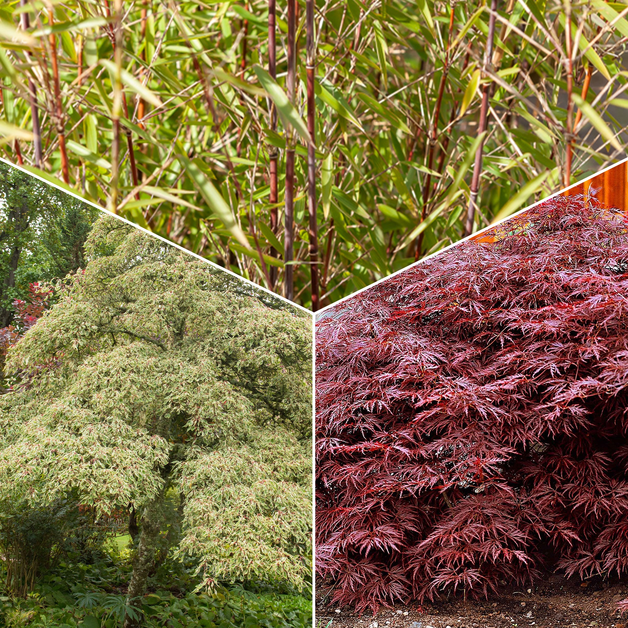 Collection de 3 arbustes pour jardin japonais