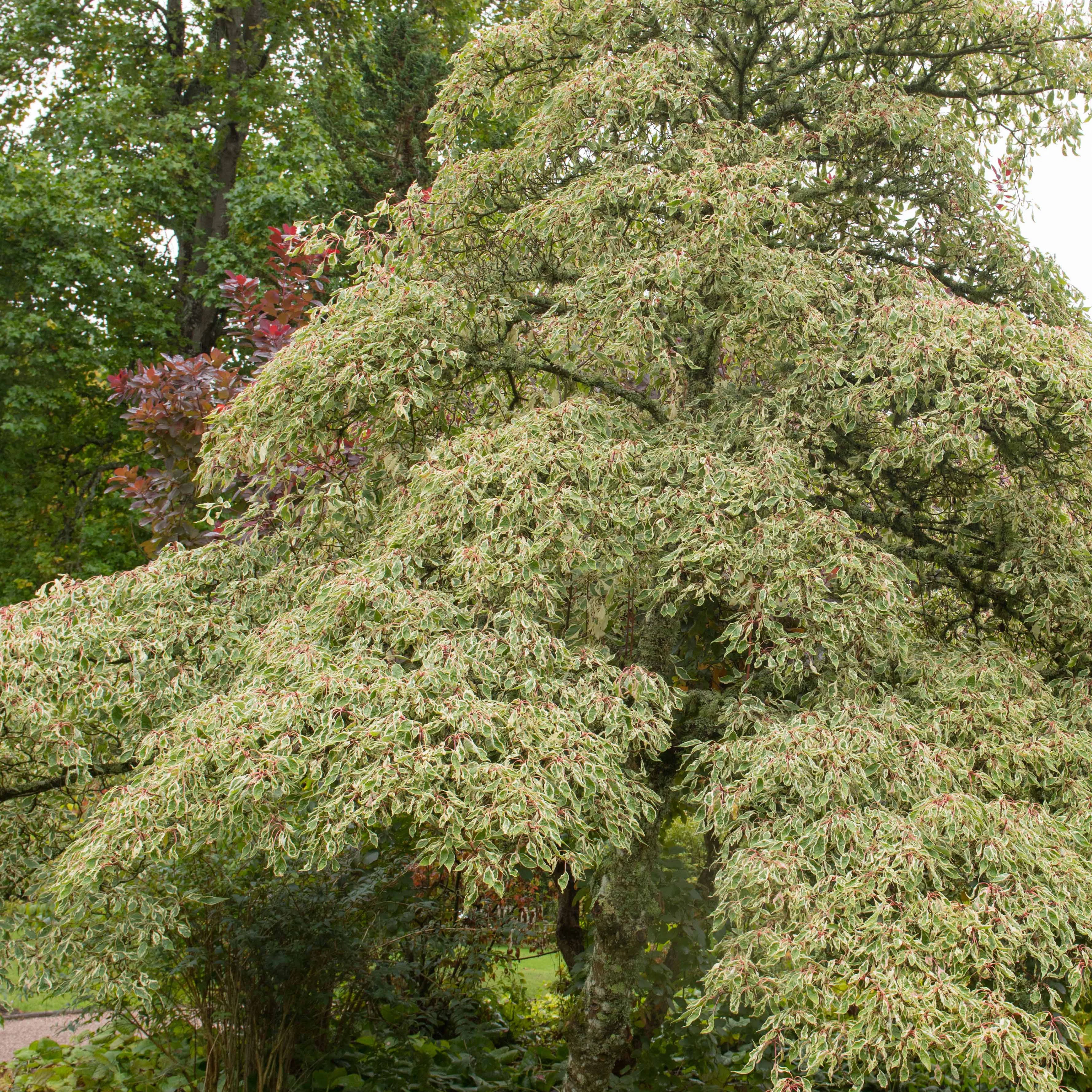 Collection de 3 arbustes pour jardin japonais - Image 3