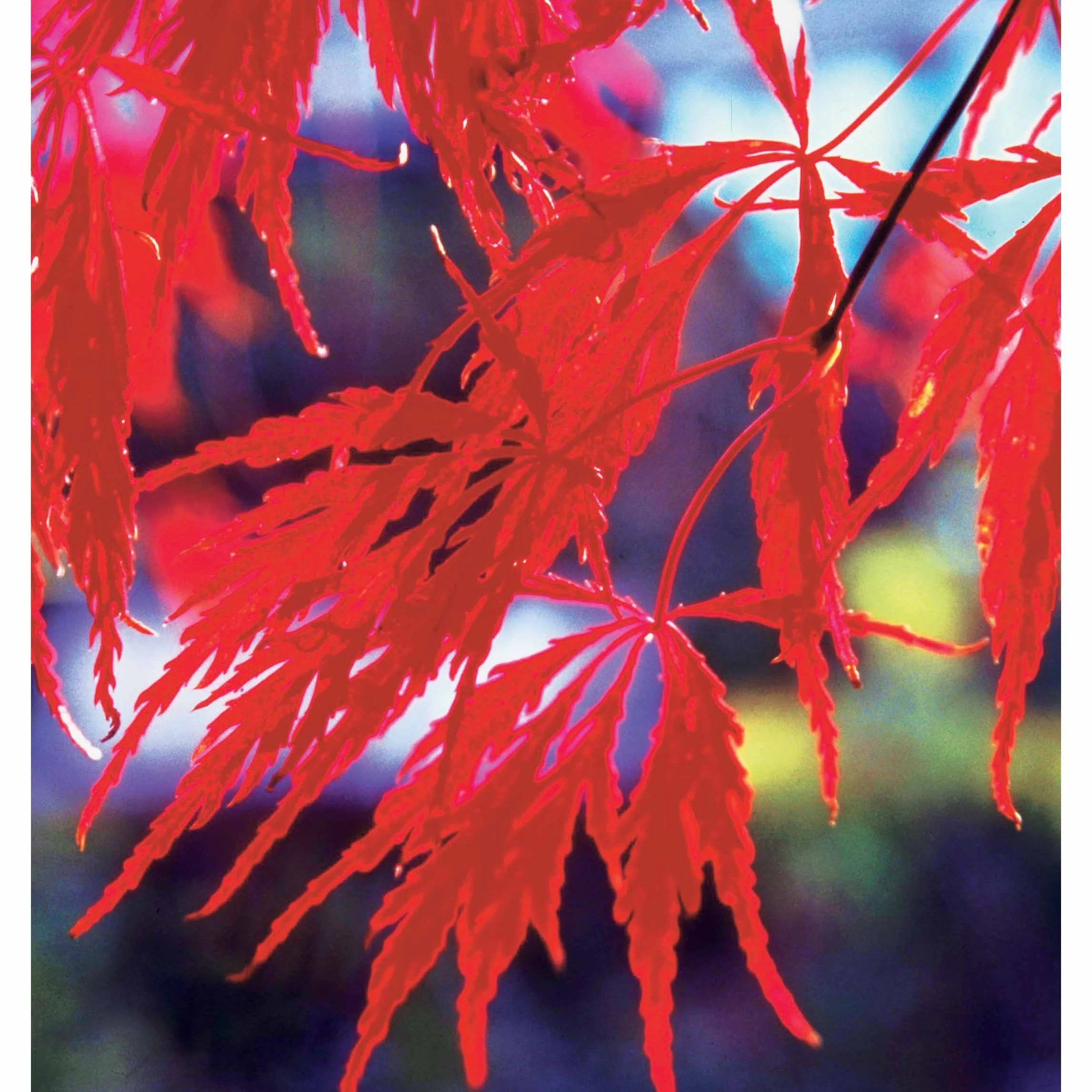 Collection de 3 arbustes pour jardin japonais - Image 5