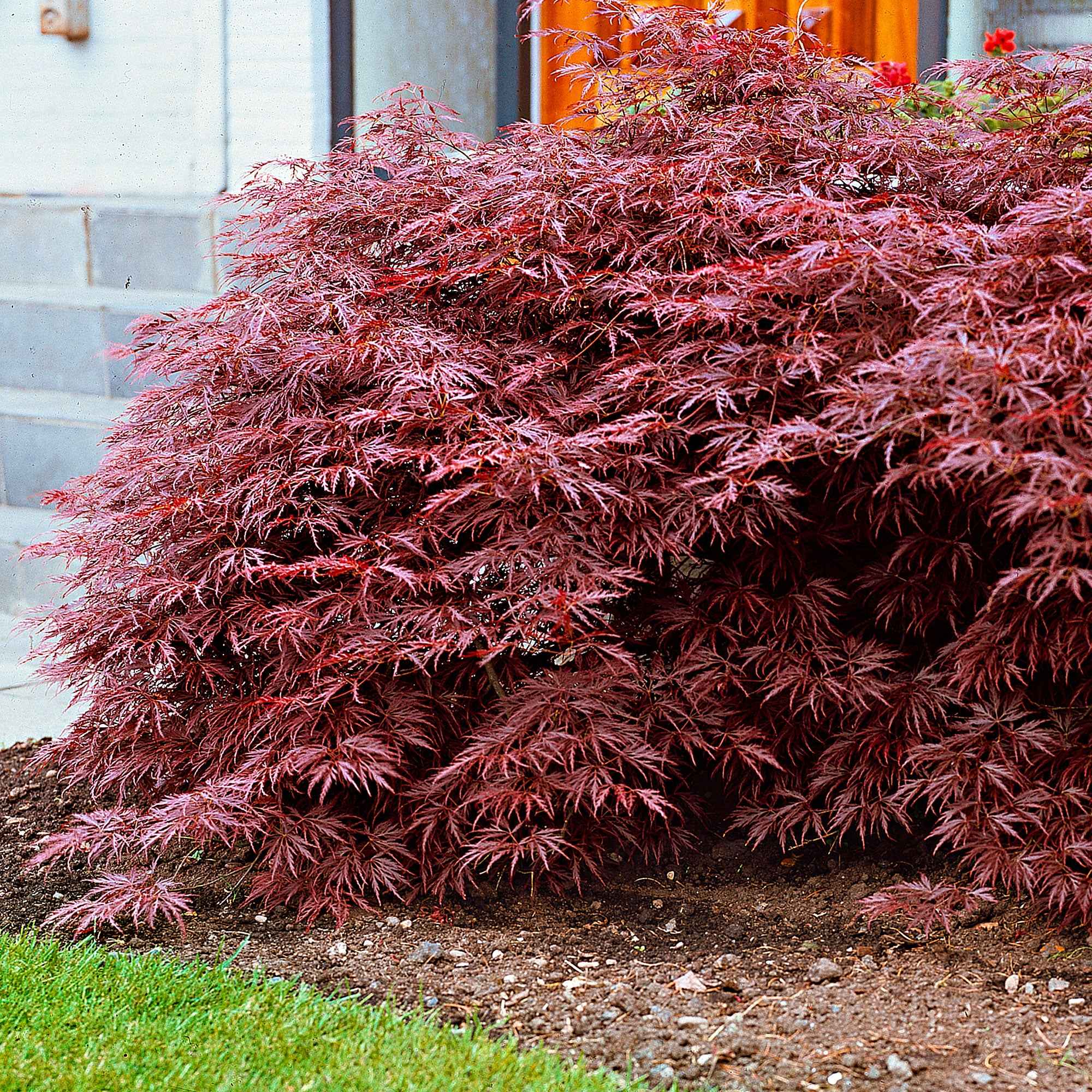 Collection de 3 arbustes pour jardin japonais - Image 6