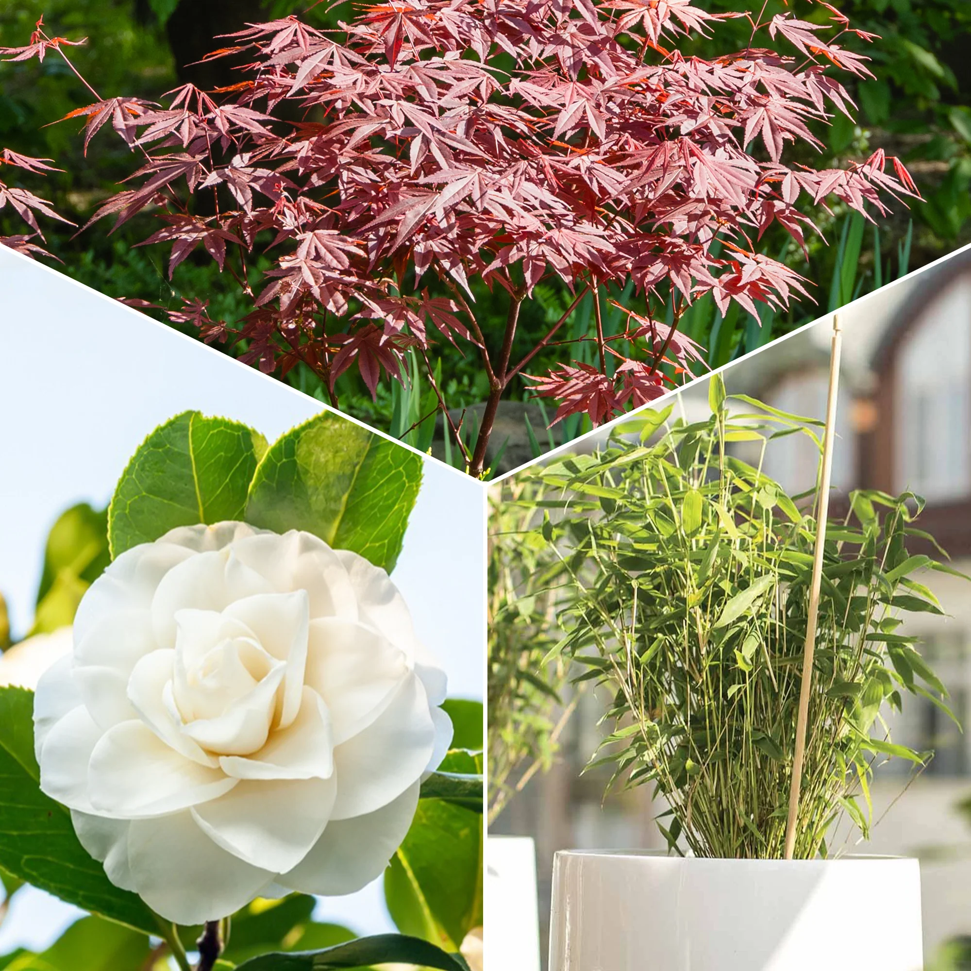 Collection de 3 arbustes pour terrasse et jardin japonais