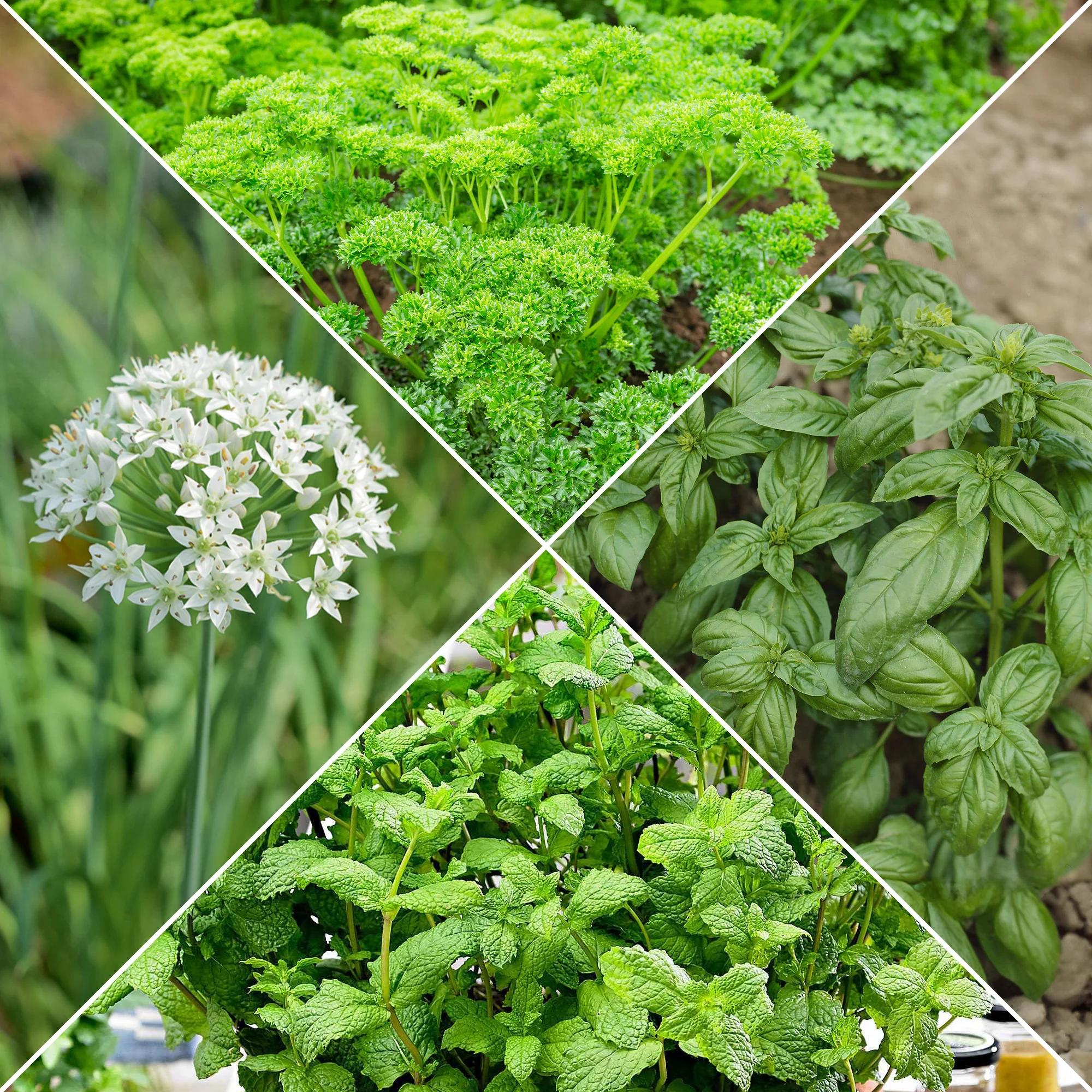 Collection d'aromatiques #1
