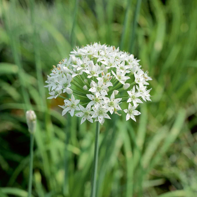 Collection d'aromatiques #1 - Image 2