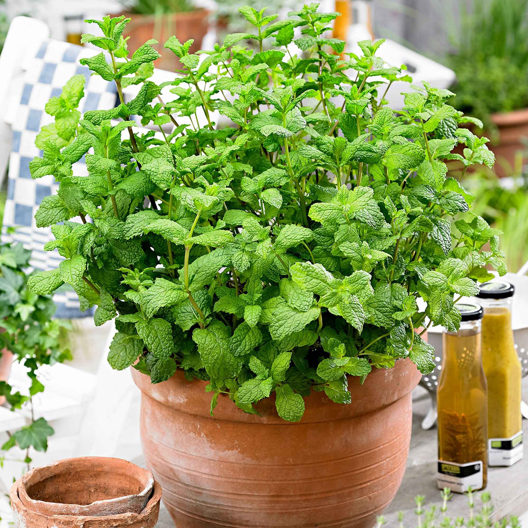 Collection d'aromatiques #1 - Image 5