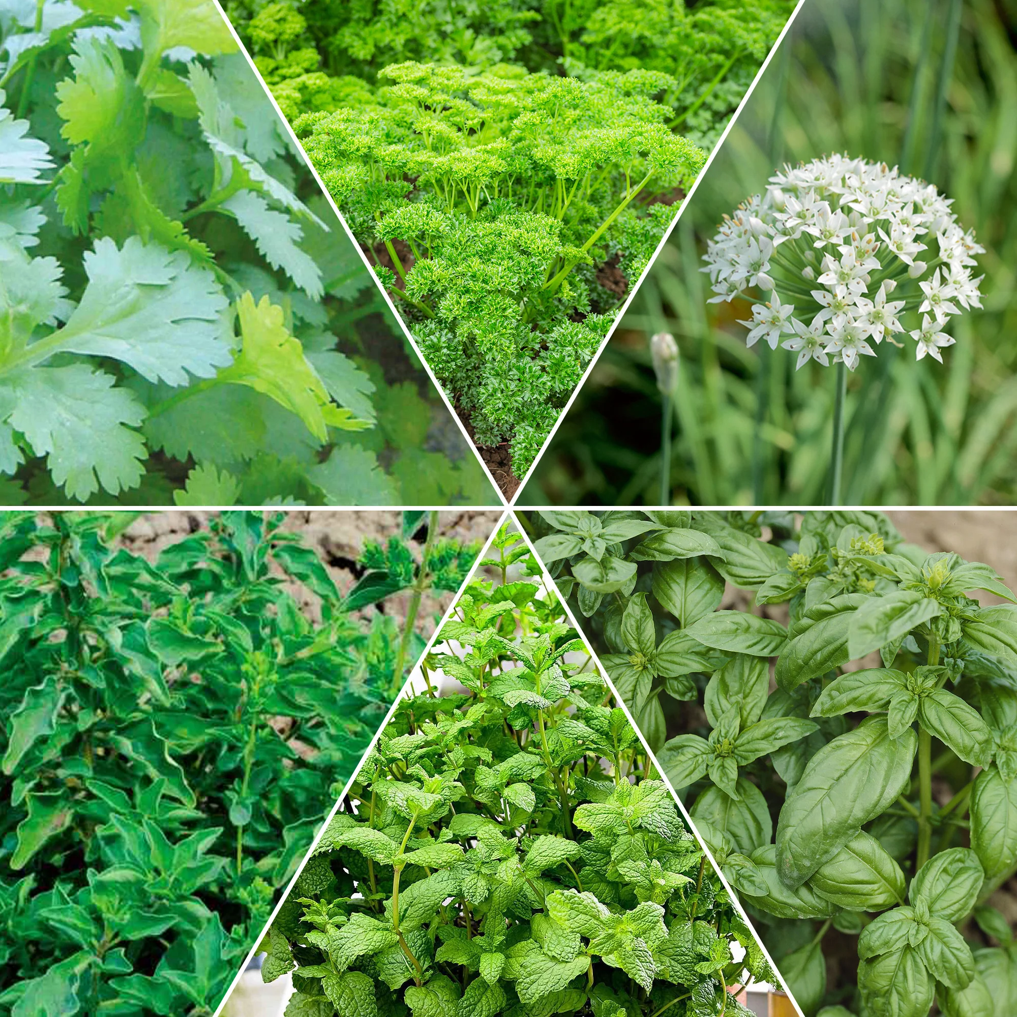 Collection d'aromatiques #2