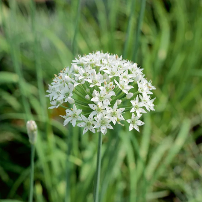 Collection d'aromatiques #2 - Image 3