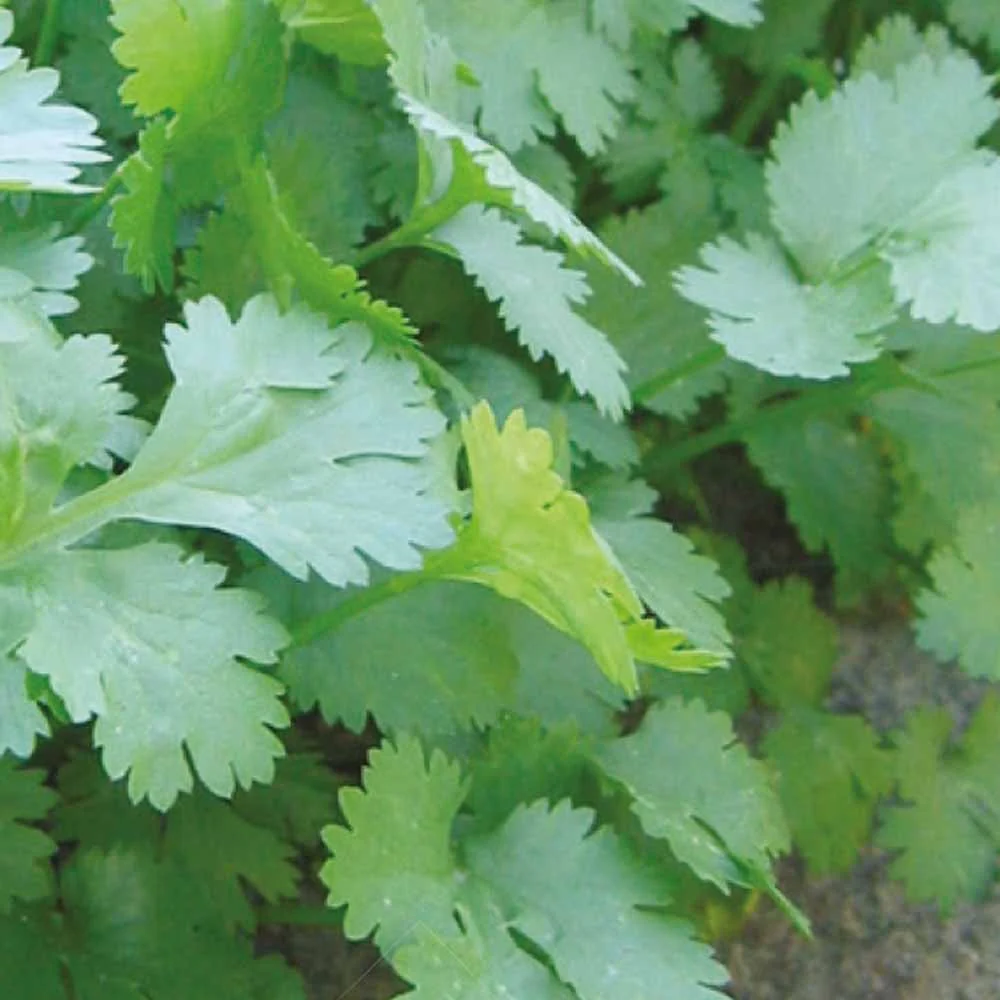 Collection d'aromatiques #2 - Image 7
