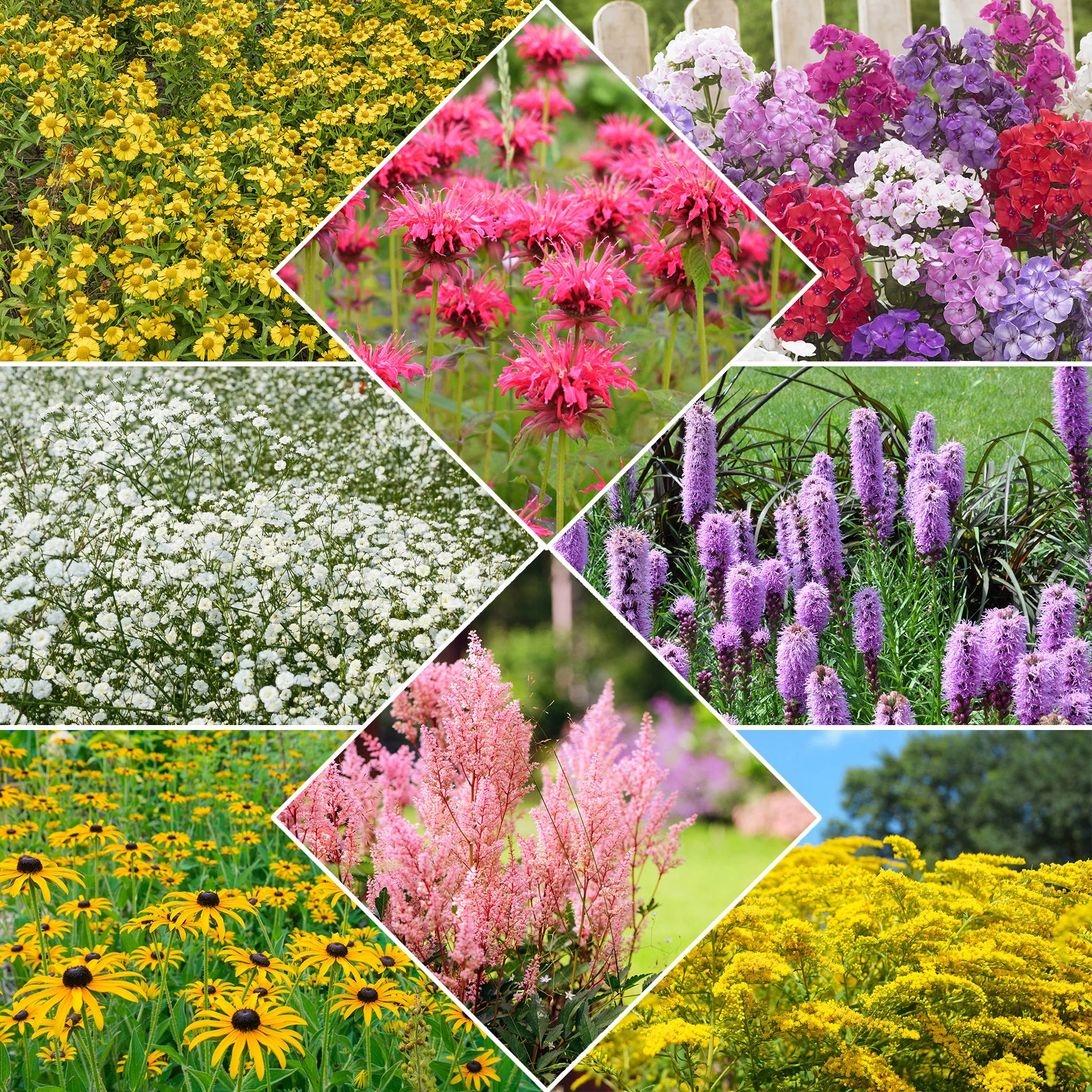 Collection de 15 plantes vivaces  - 2 m²
