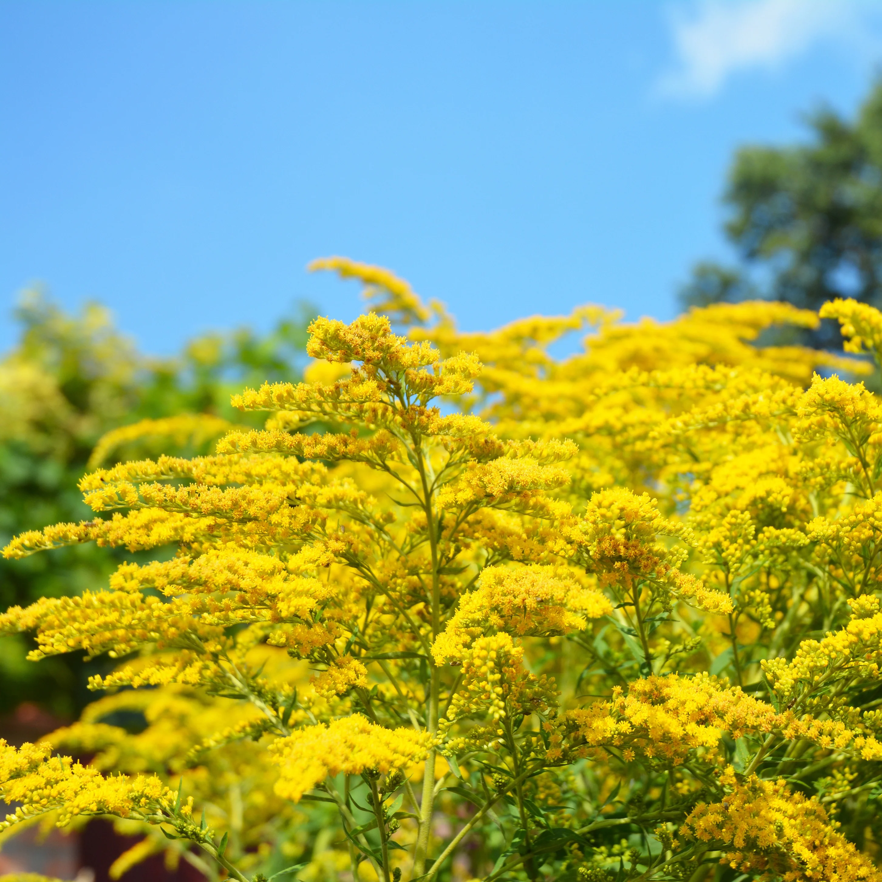 Collection de 15 plantes vivaces  - 2 m² - Image 10