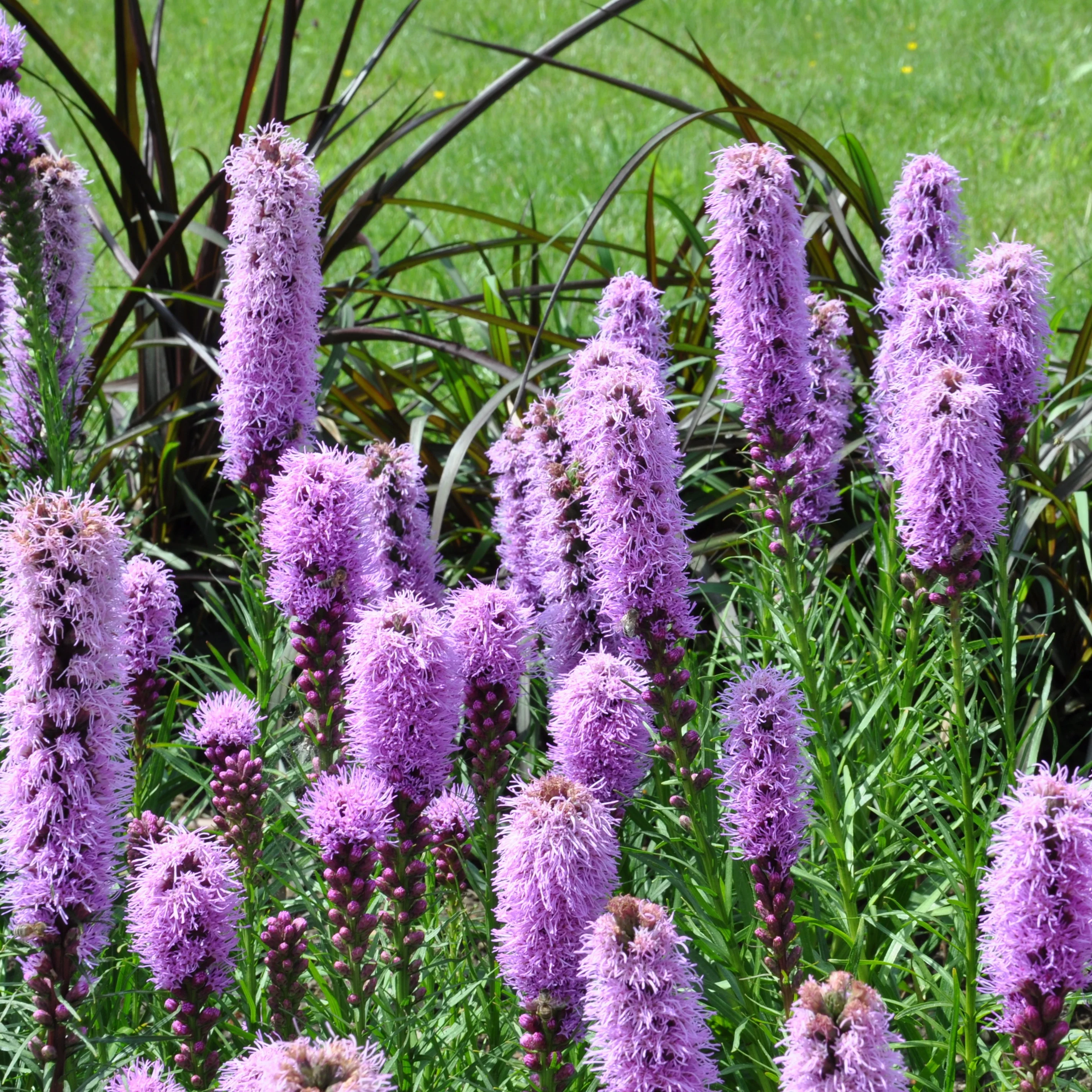 Collection de 15 plantes vivaces  - 2 m² - Image 7