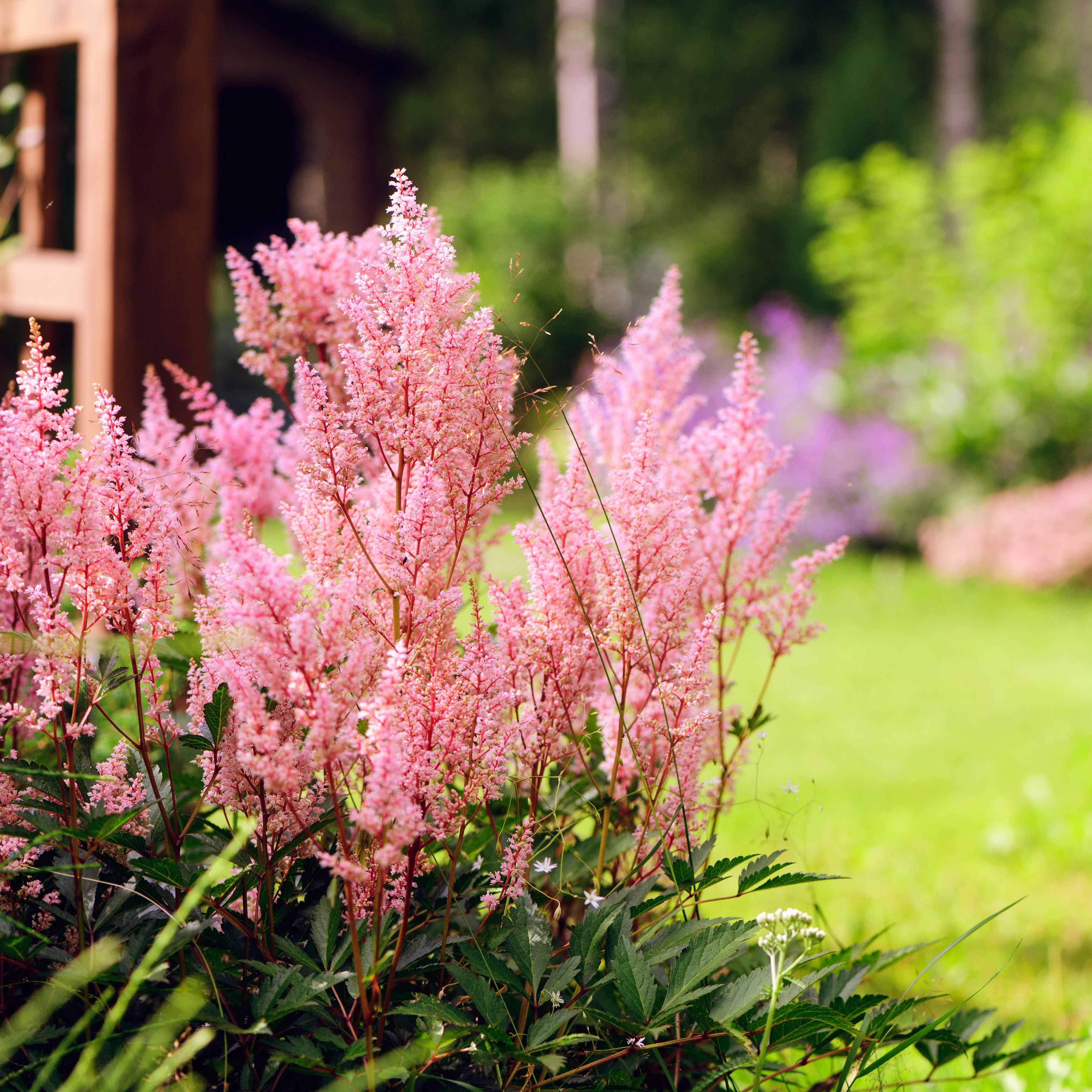 Collection de 15 plantes vivaces  - 2 m² - Image 9