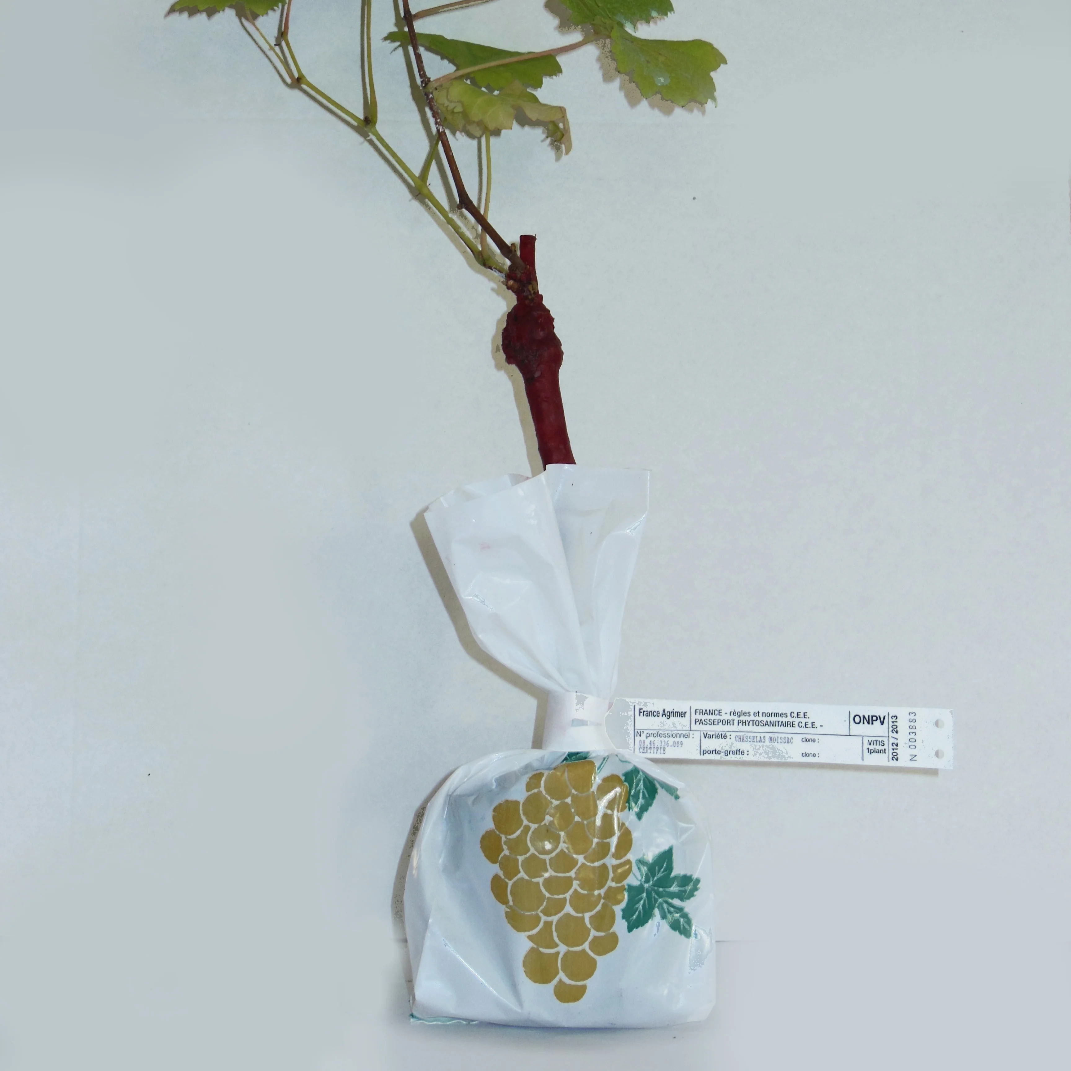Collection de 2 Vignes : Muscat de Hambourg et Chasselas de Fontainebleau - Image 2