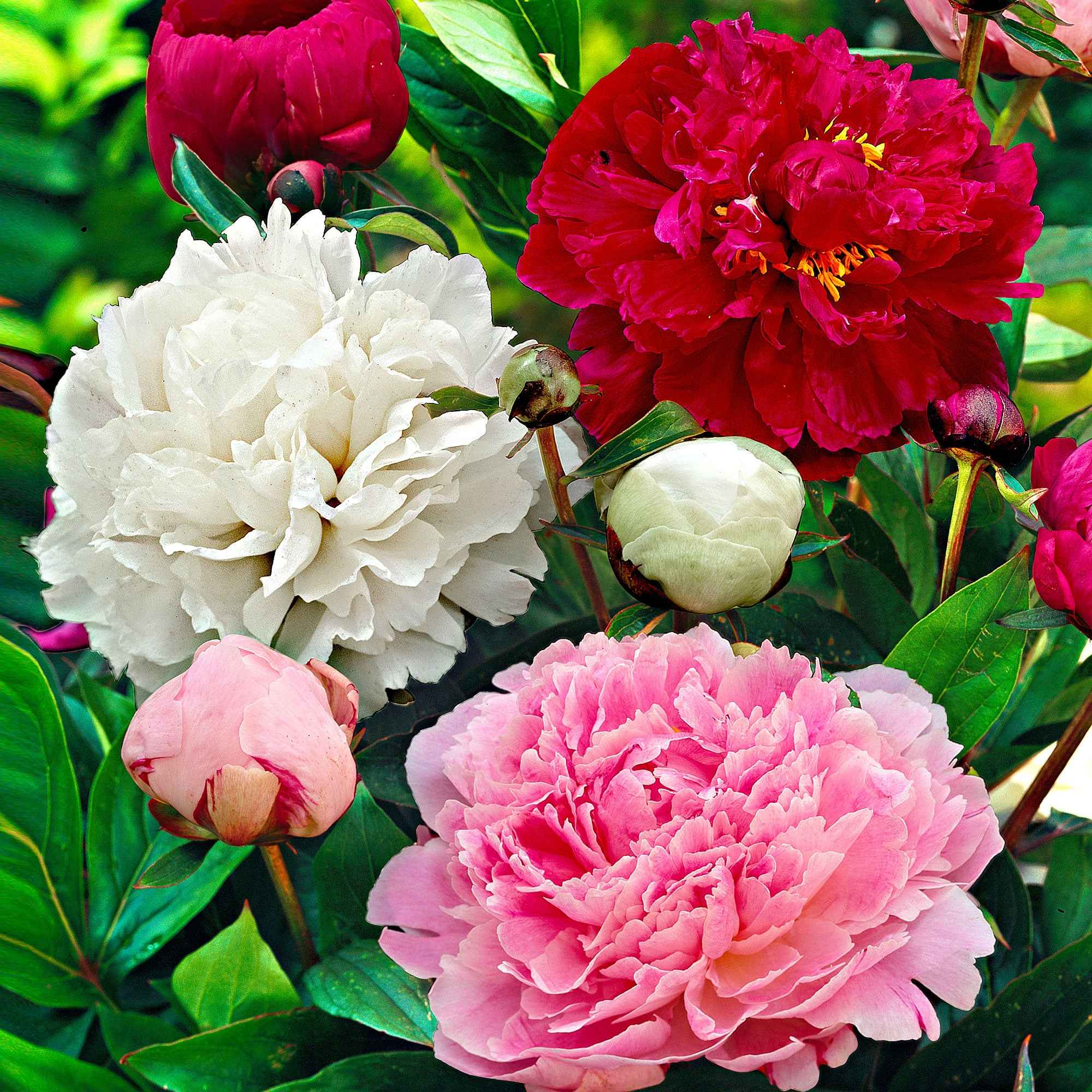 Mélange de 3 pivoines : Immaculée, Sorbet, Red Charm