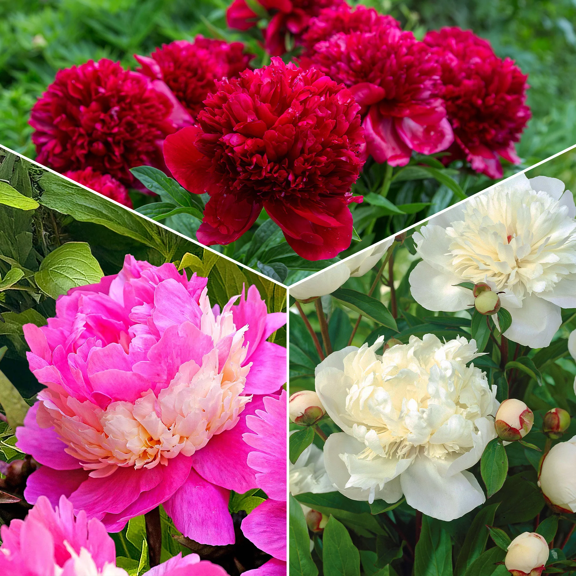 Mélange de 3 pivoines : Immaculée, Sorbet, Red Charm - Image 2