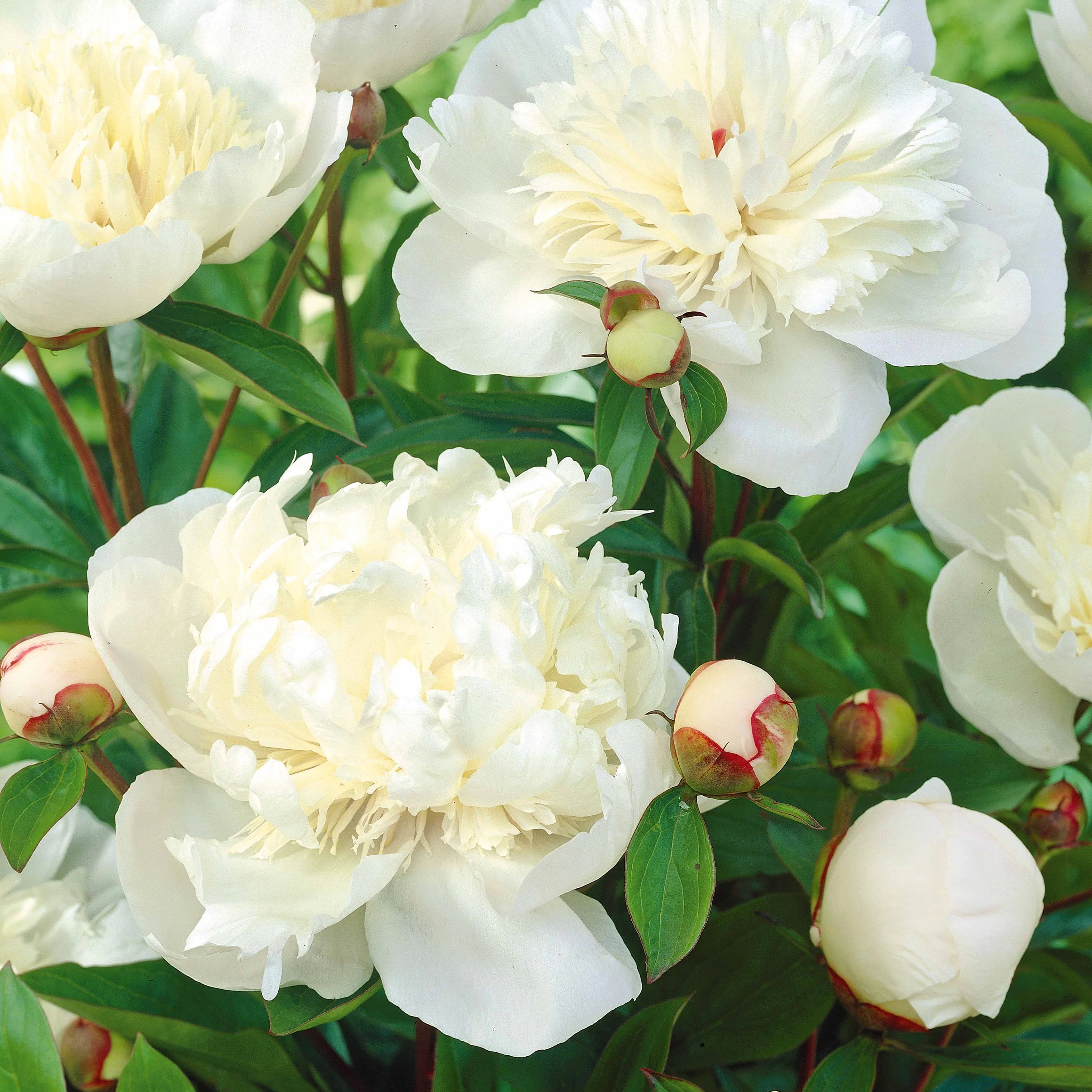 Mélange de 3 pivoines : Immaculée, Sorbet, Red Charm - Image 5