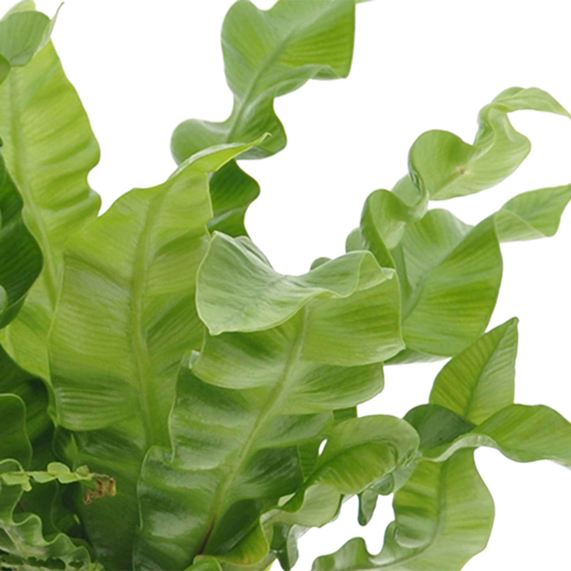 Collection de 3 plantes d'intérieur pour la salle de bain - Image 3