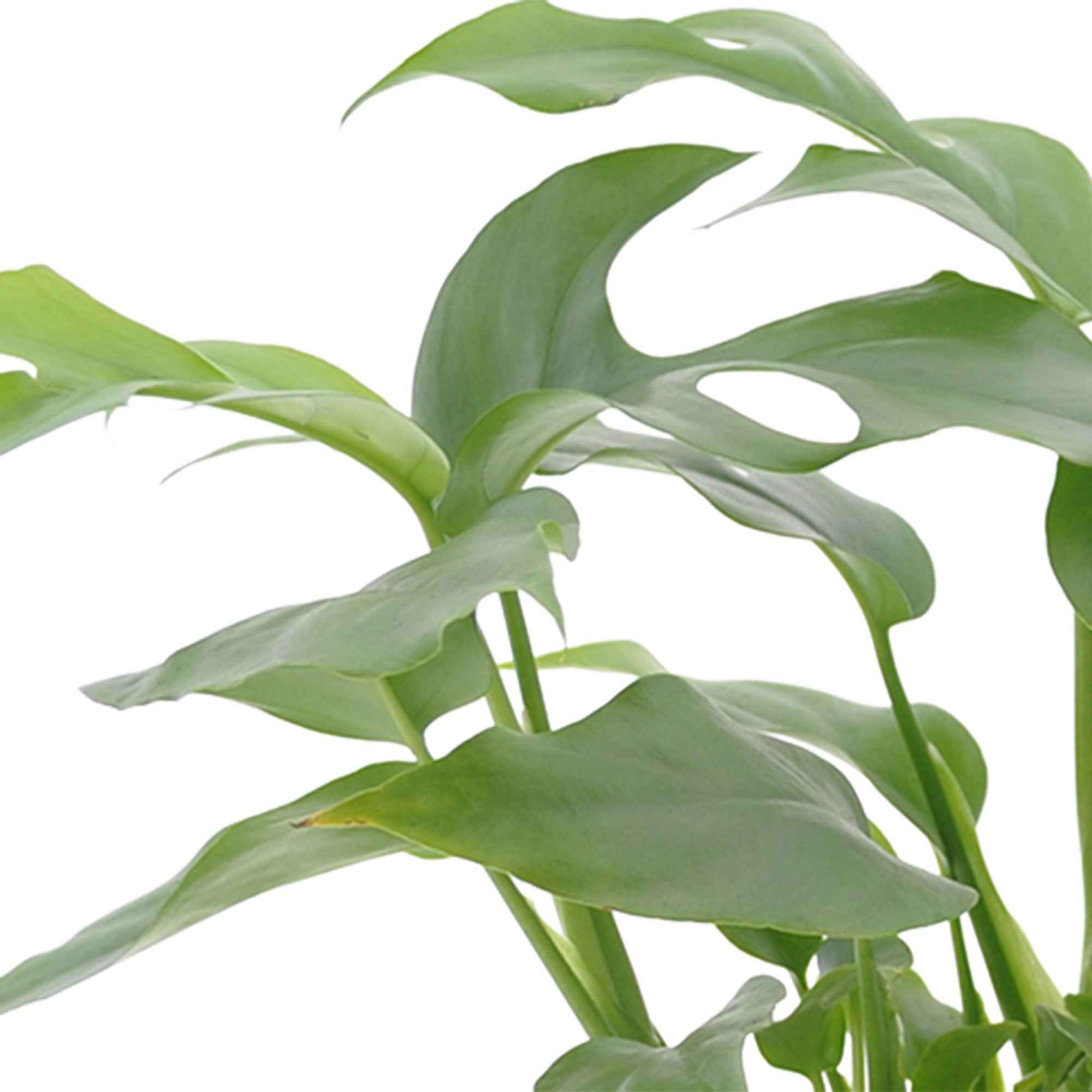Collection de 3 plantes d'intérieur pour la salle de bain - Image 4