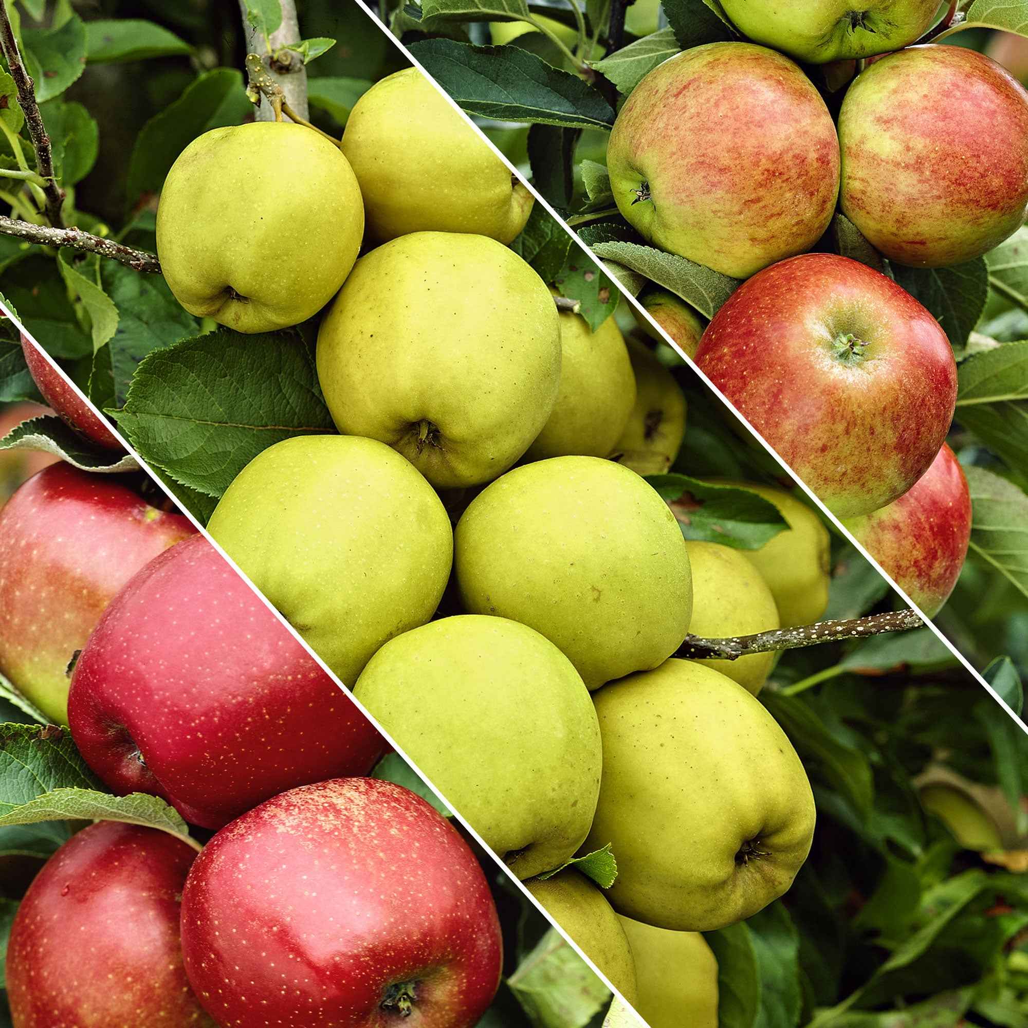 Pommier sur tige 3 variétés en 1 - Image 3