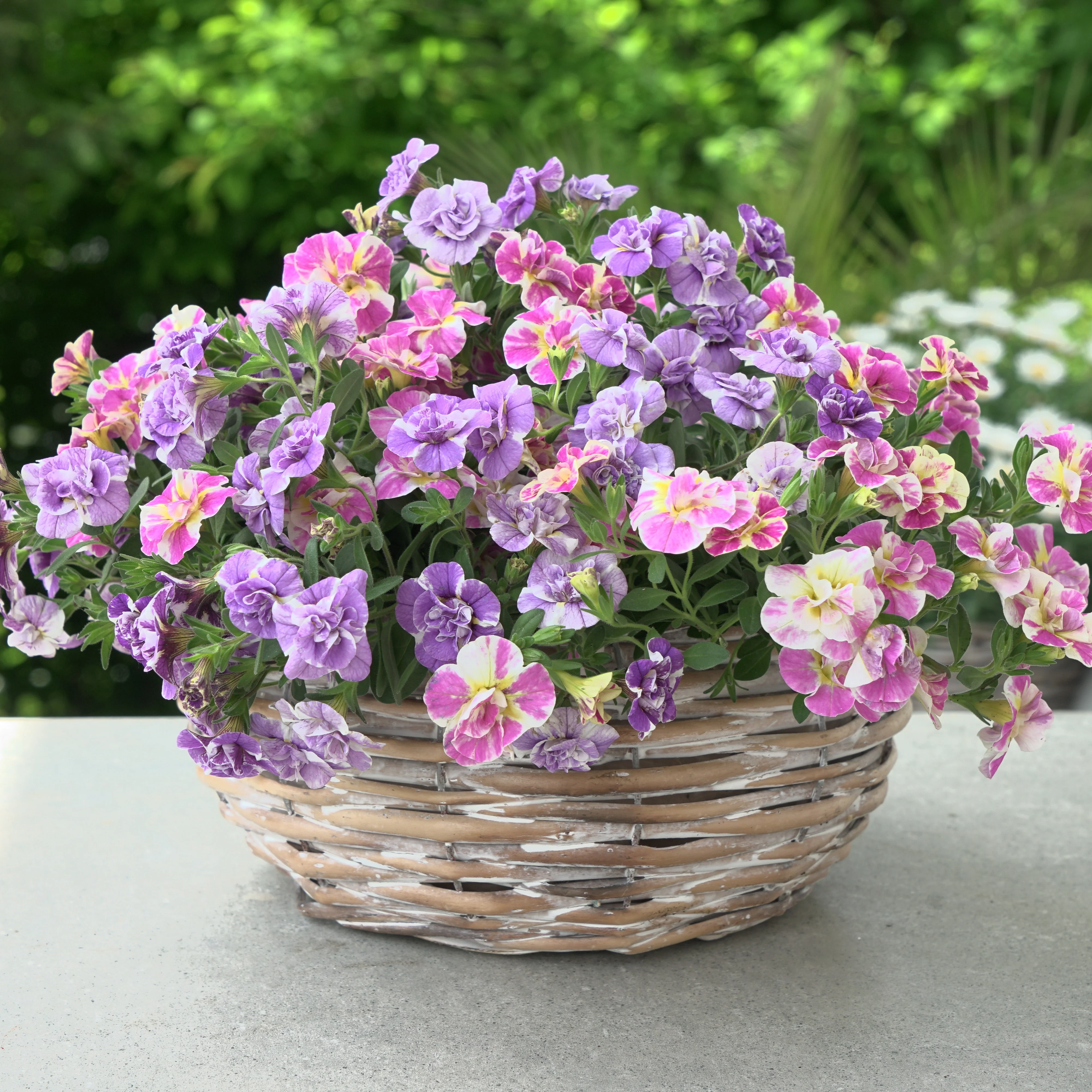 Collection de 6 Mini-pétunia Double Loopy - Image 2