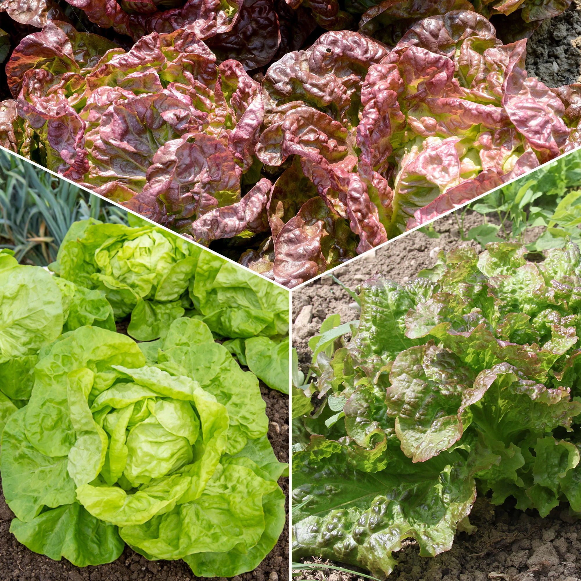 Collection de 6 mois de salades