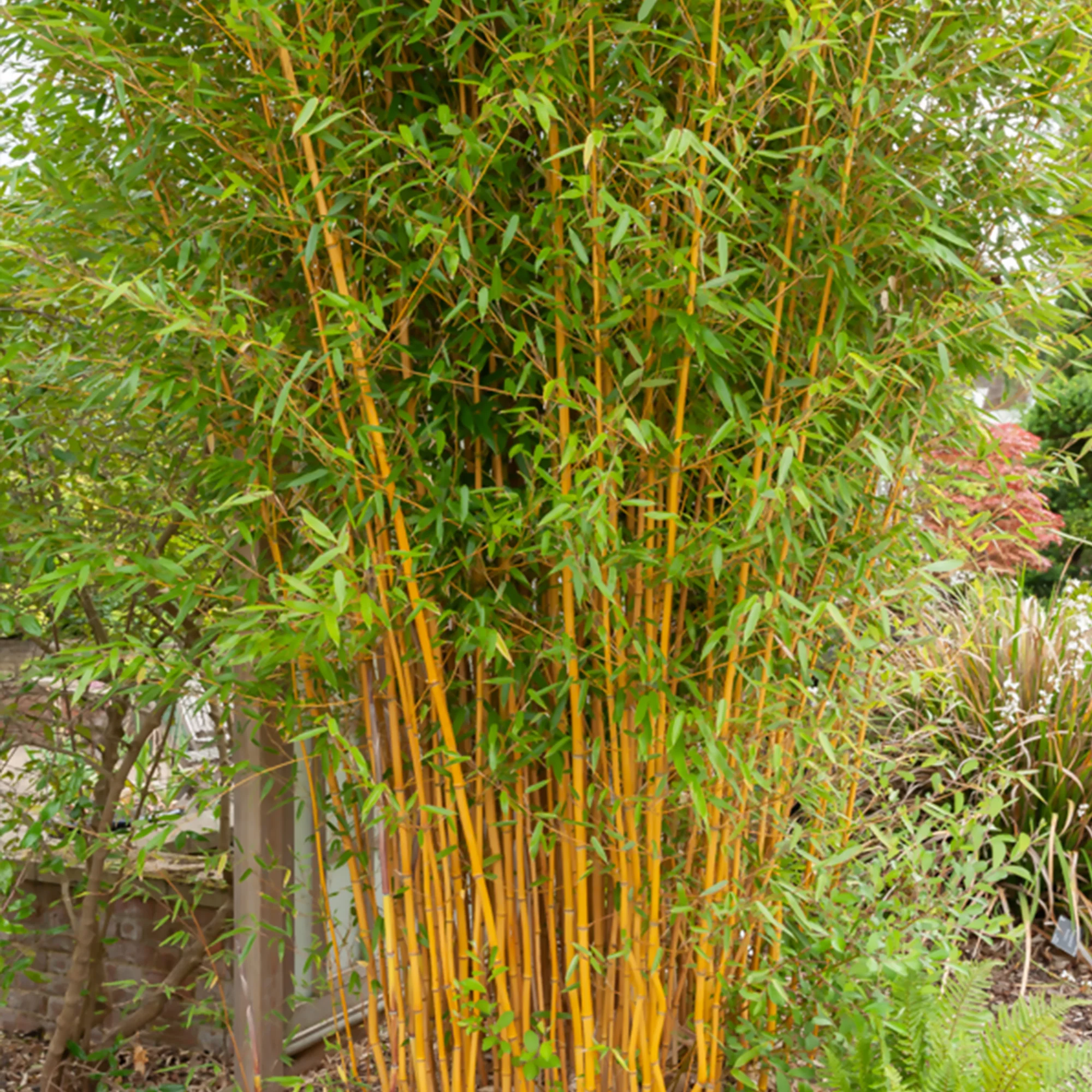 Collection de 3 Bambous : vert, jaune, rouge - Image 3