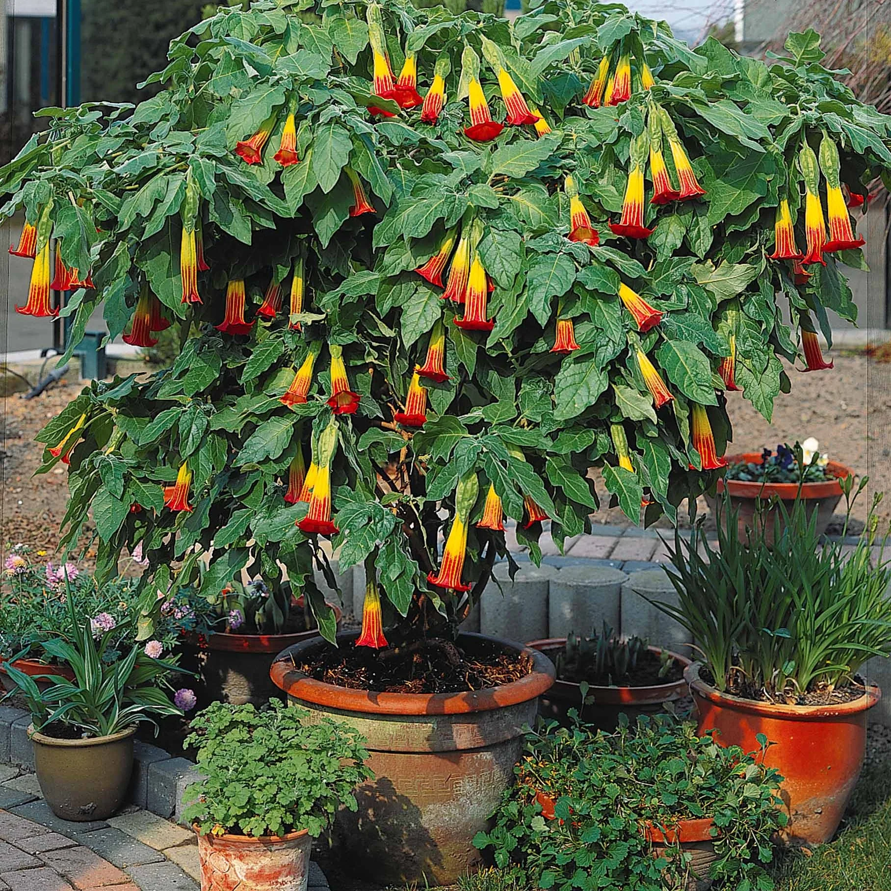 Collection de 3 Brugmansias : rouge et or, jaune, rose - Image 2