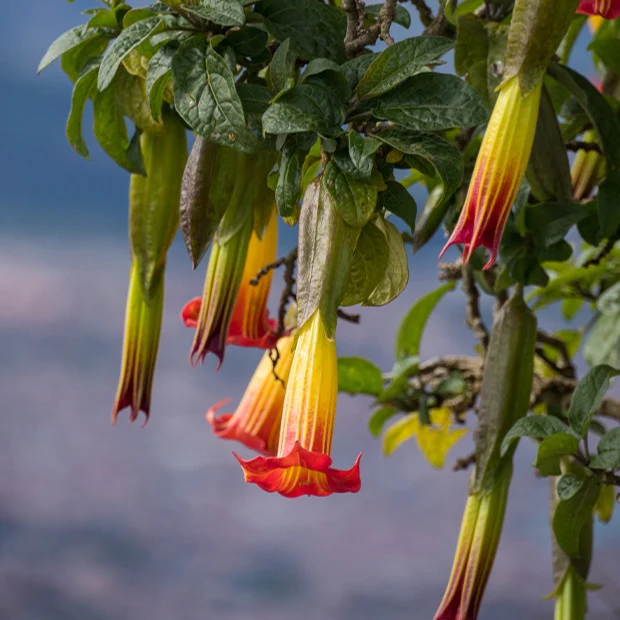 Collection de 3 Brugmansias : rouge et or, jaune, rose - Image 5