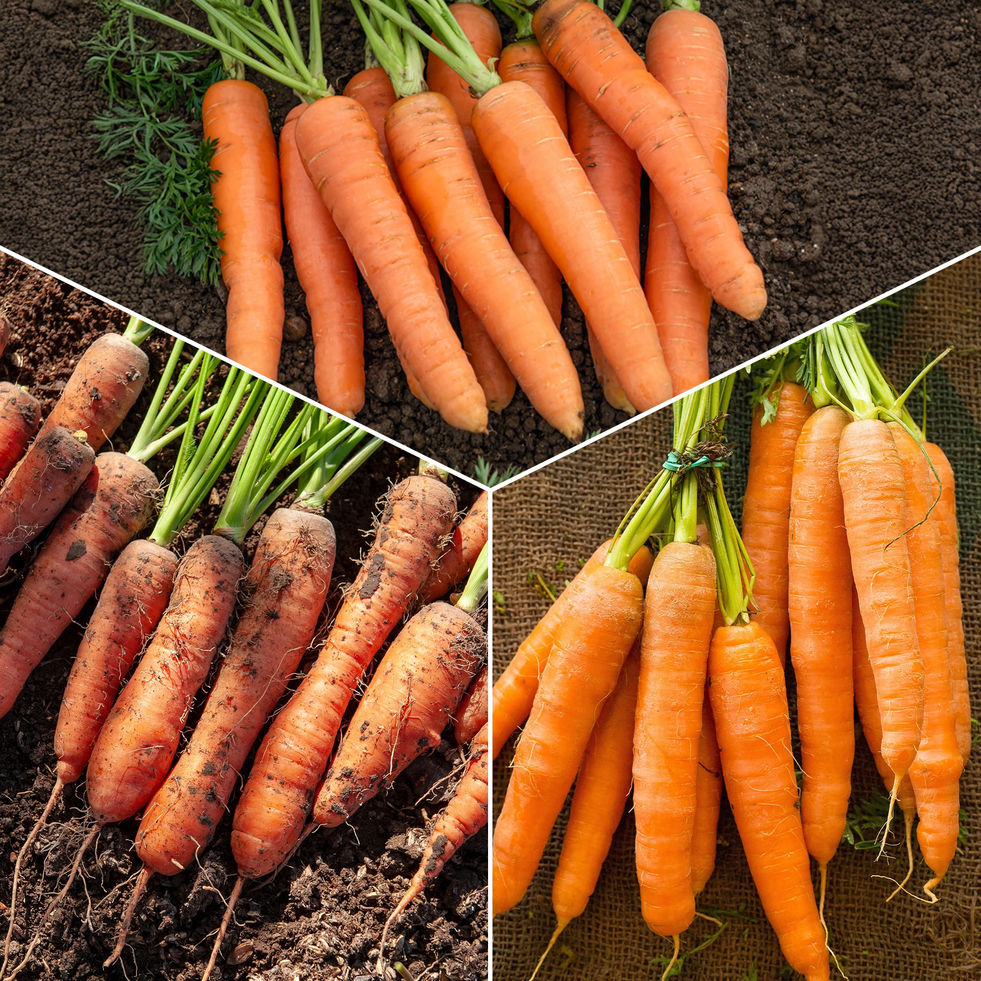 Collection de carottes : Nantaise, Carentan, Colmar
