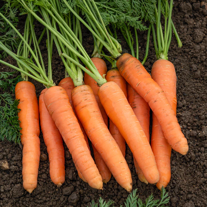 Collection de carottes : Nantaise, Carentan, Colmar - Image 2