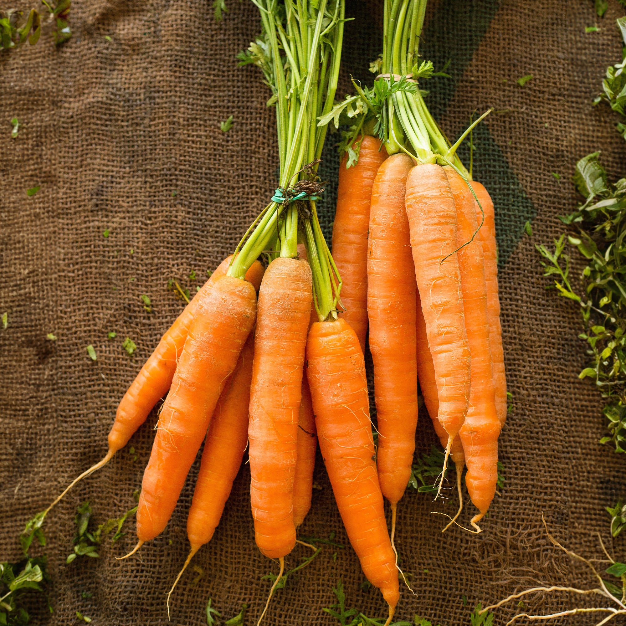 Collection de carottes : Nantaise, Carentan, Colmar - Image 4