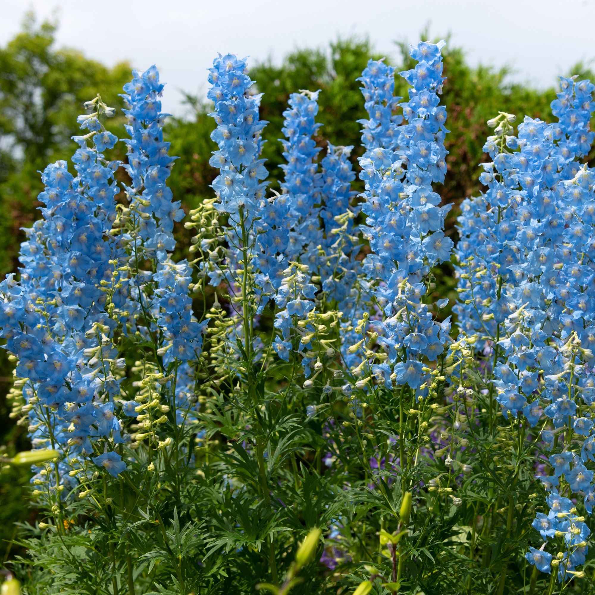 Collection de delphiniums et tritomas - Image 2