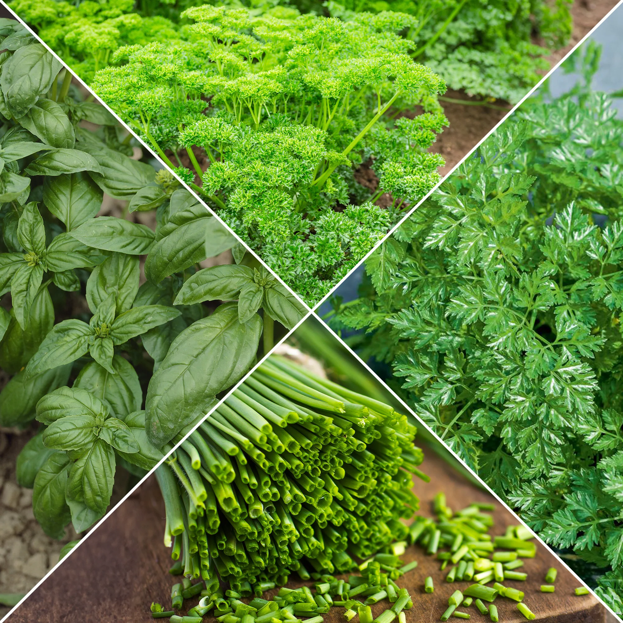 Collection de fines herbes : Persil, Basilic, Cerfeuil, Ciboulette