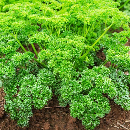 Collection de fines herbes : Persil, Basilic, Cerfeuil, Ciboulette - Image 2