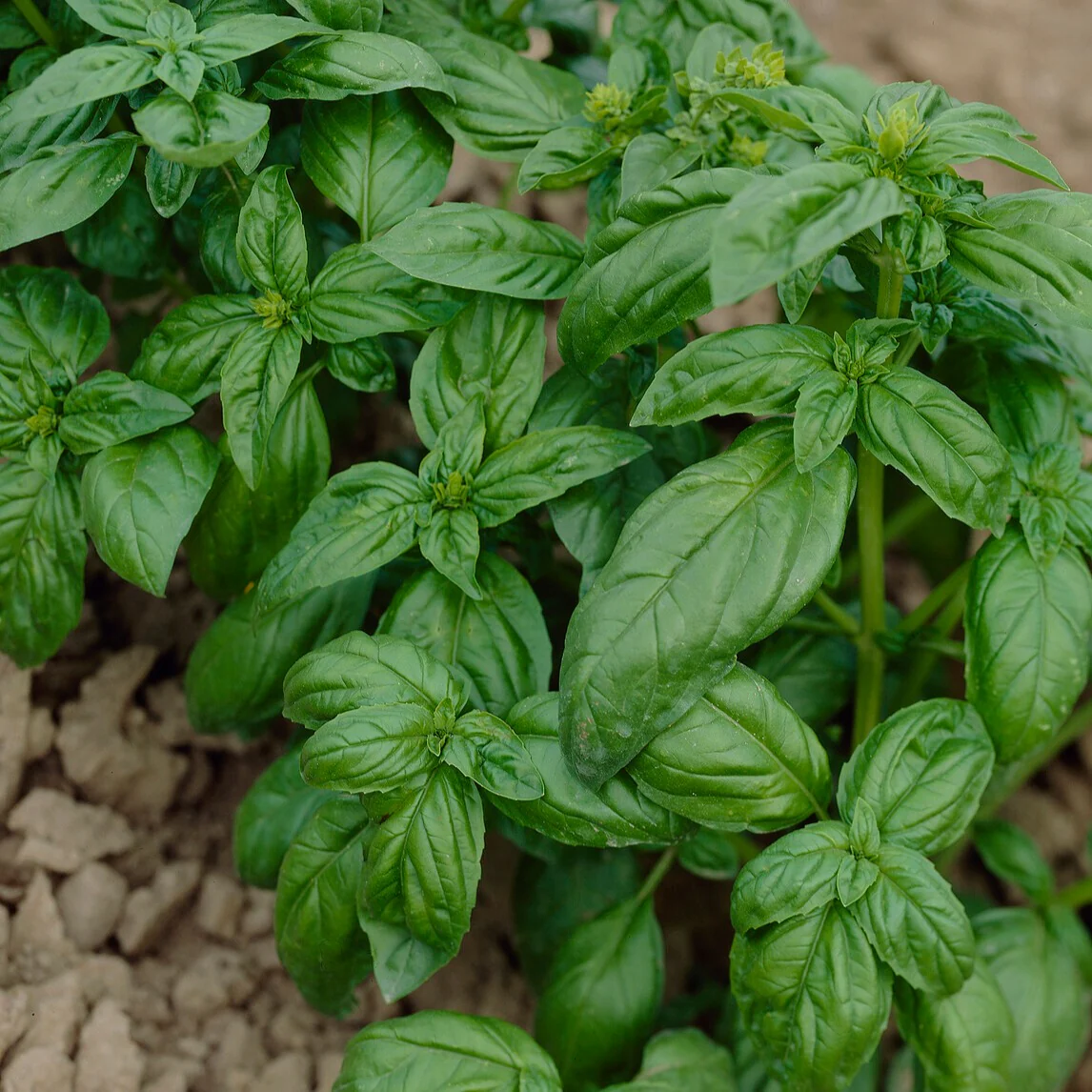 Collection de fines herbes : Persil, Basilic, Cerfeuil, Ciboulette - Image 3