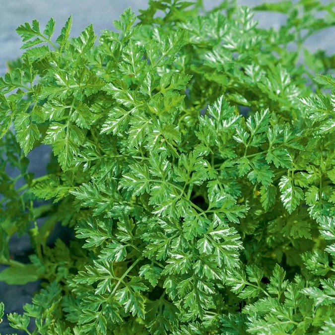 Collection de fines herbes : Persil, Basilic, Cerfeuil, Ciboulette - Image 5