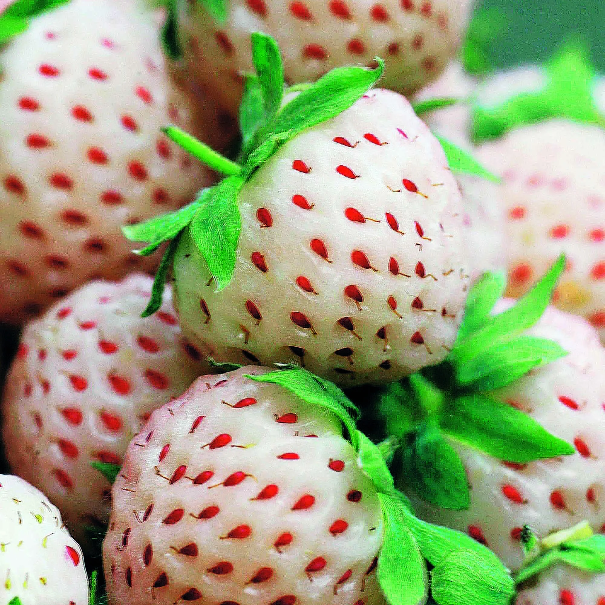 Collection de 4 fraisiers originaux - Image 3