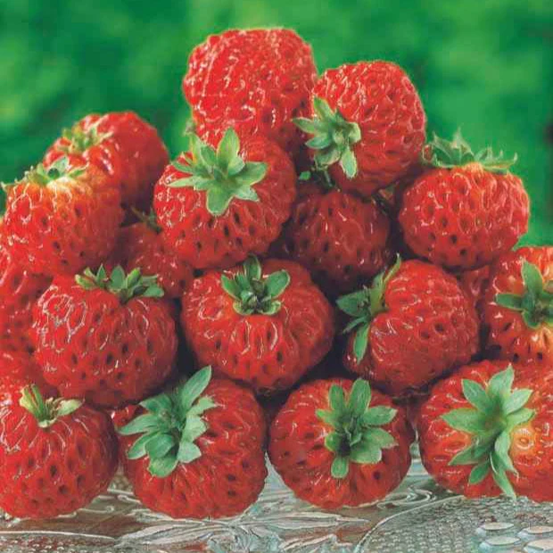 Collection de 4 fraisiers originaux - Image 4