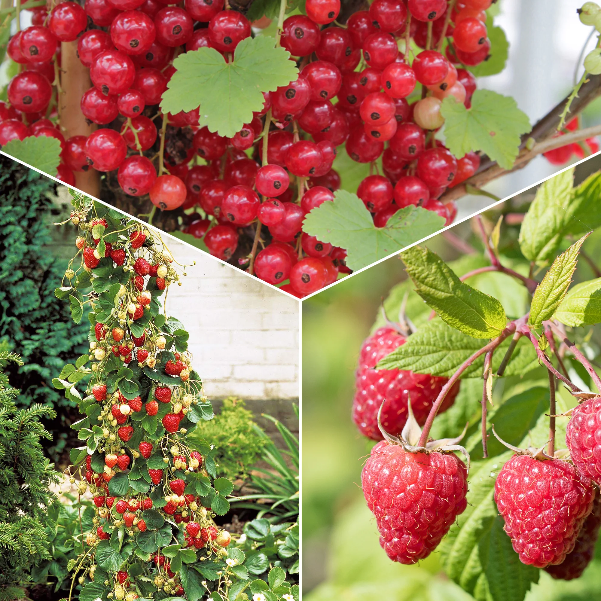 Collection de 9 Fruitiers à fruits rouges