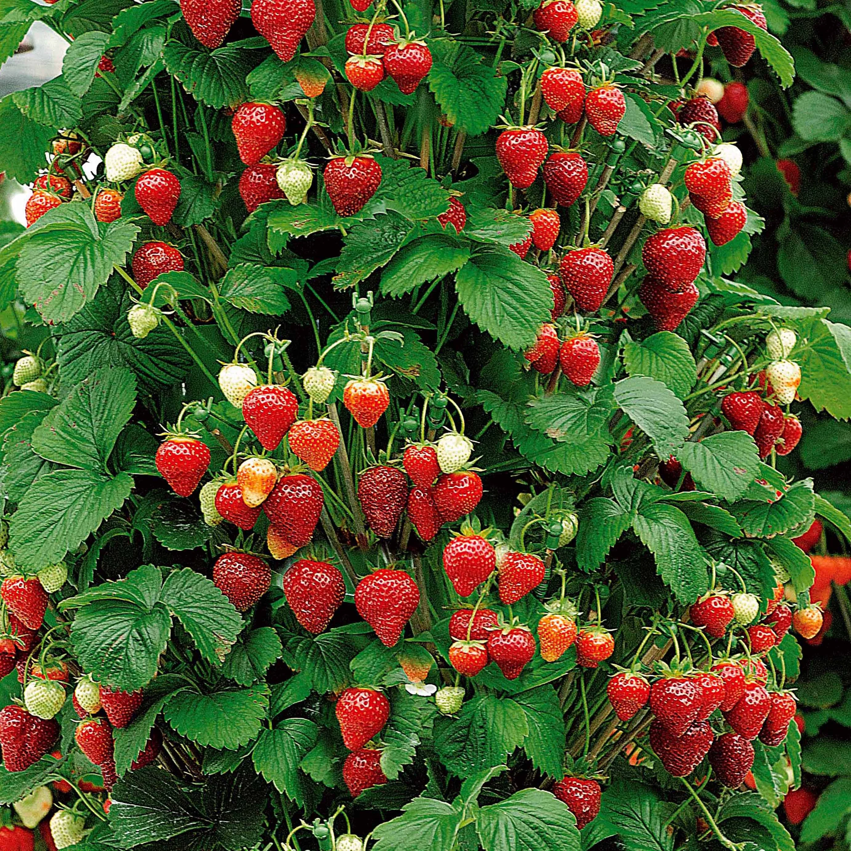 Collection de 9 Fruitiers à fruits rouges - Image 3