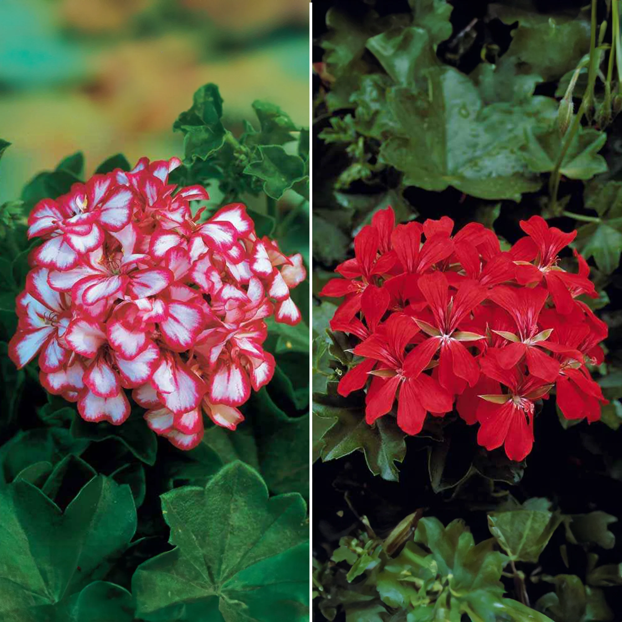 Collection de 6 Géraniums-lierres : rouge et bicolore