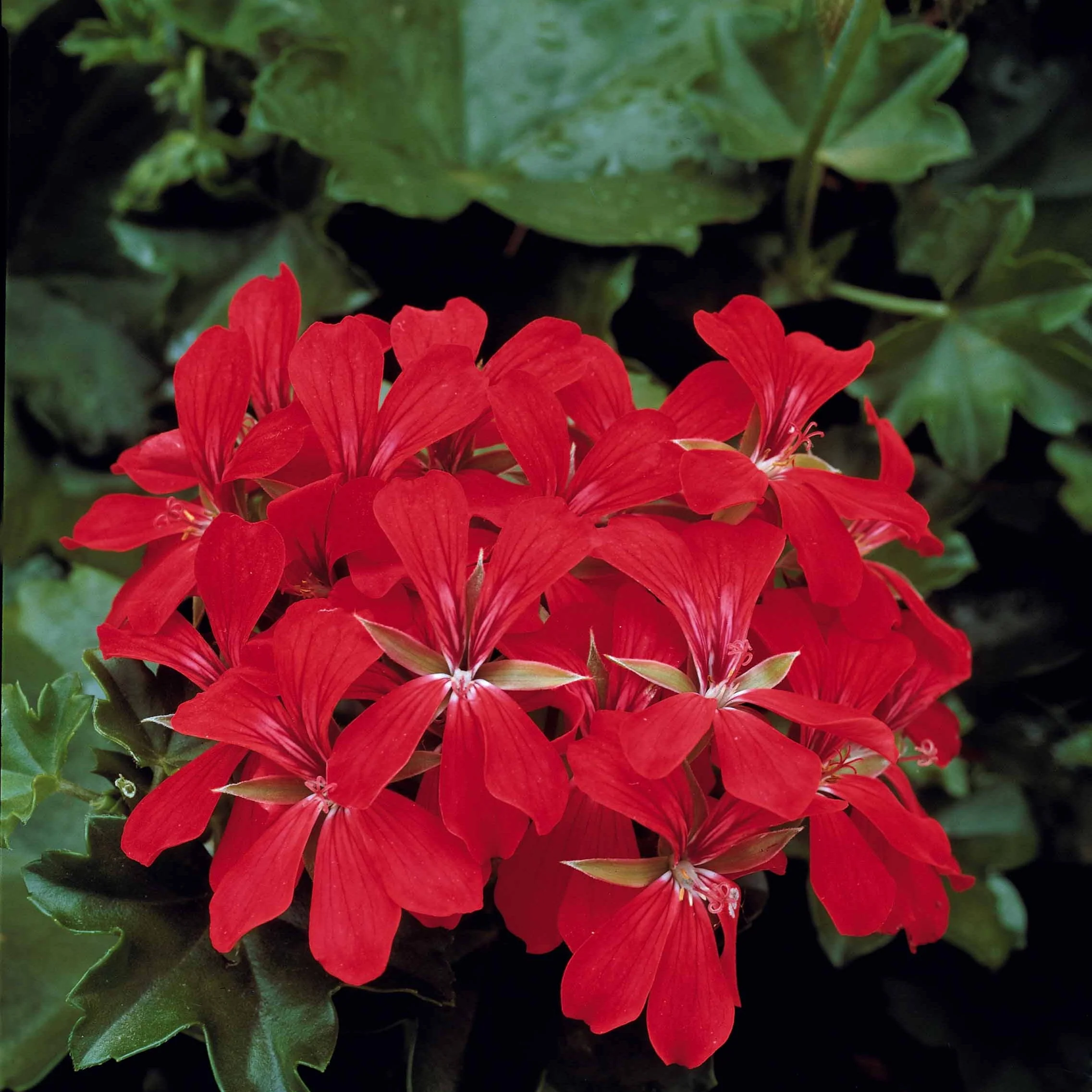Collection de 6 Géraniums-lierres : rouge et bicolore - Image 3