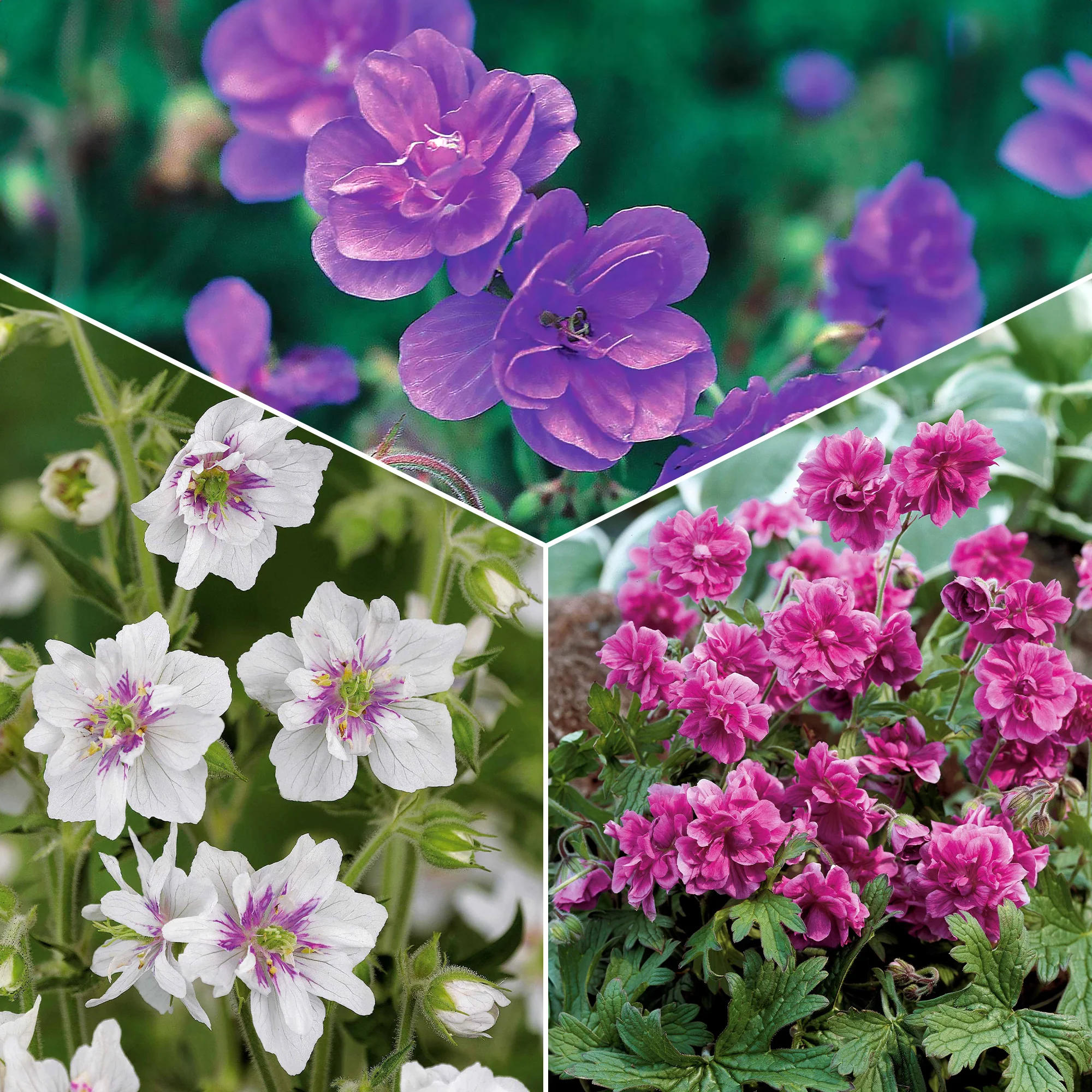 Collection de 6 Géraniums vivaces à fleurs doubles