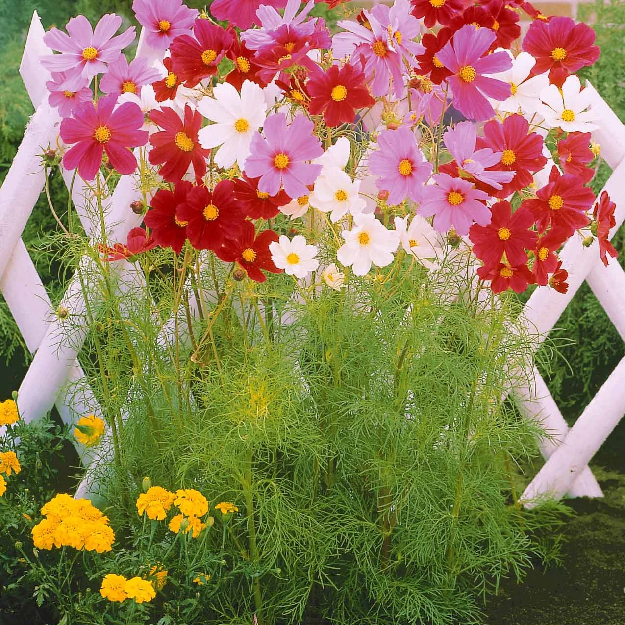 Collection de graines de fleurs à couper - Image 3